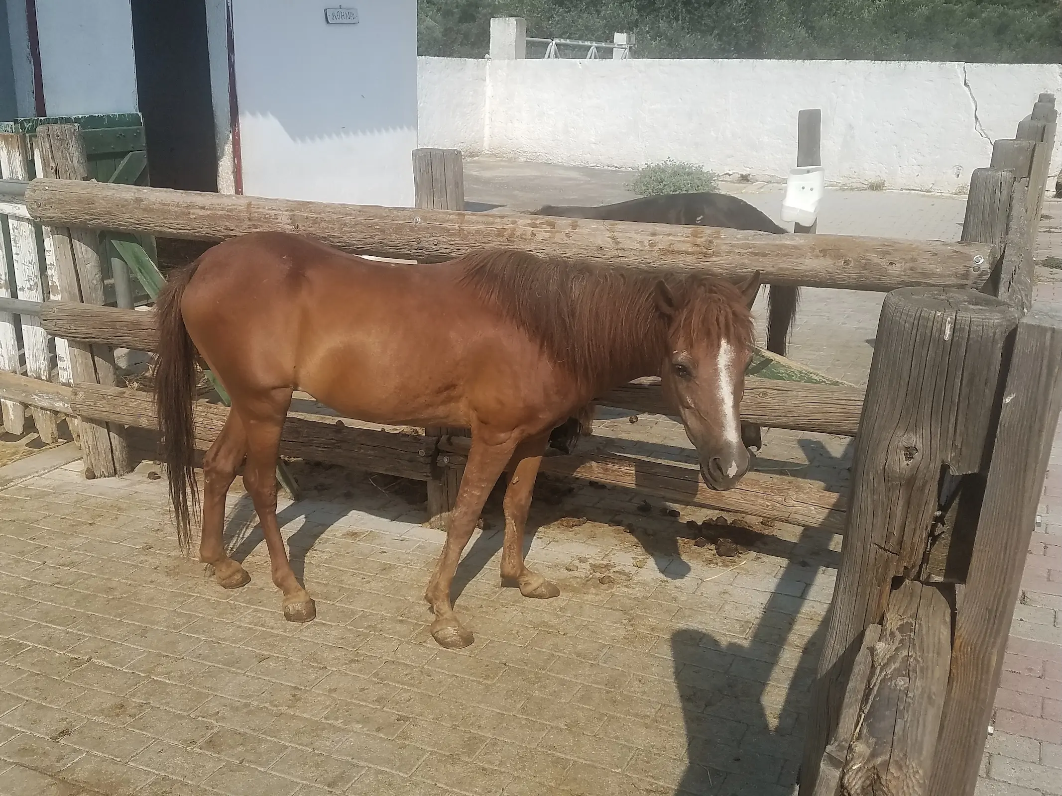 Rhodes Small Horse