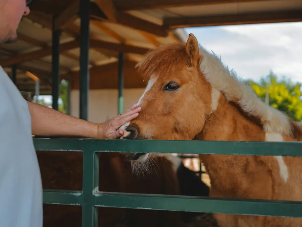 A man petting a horse