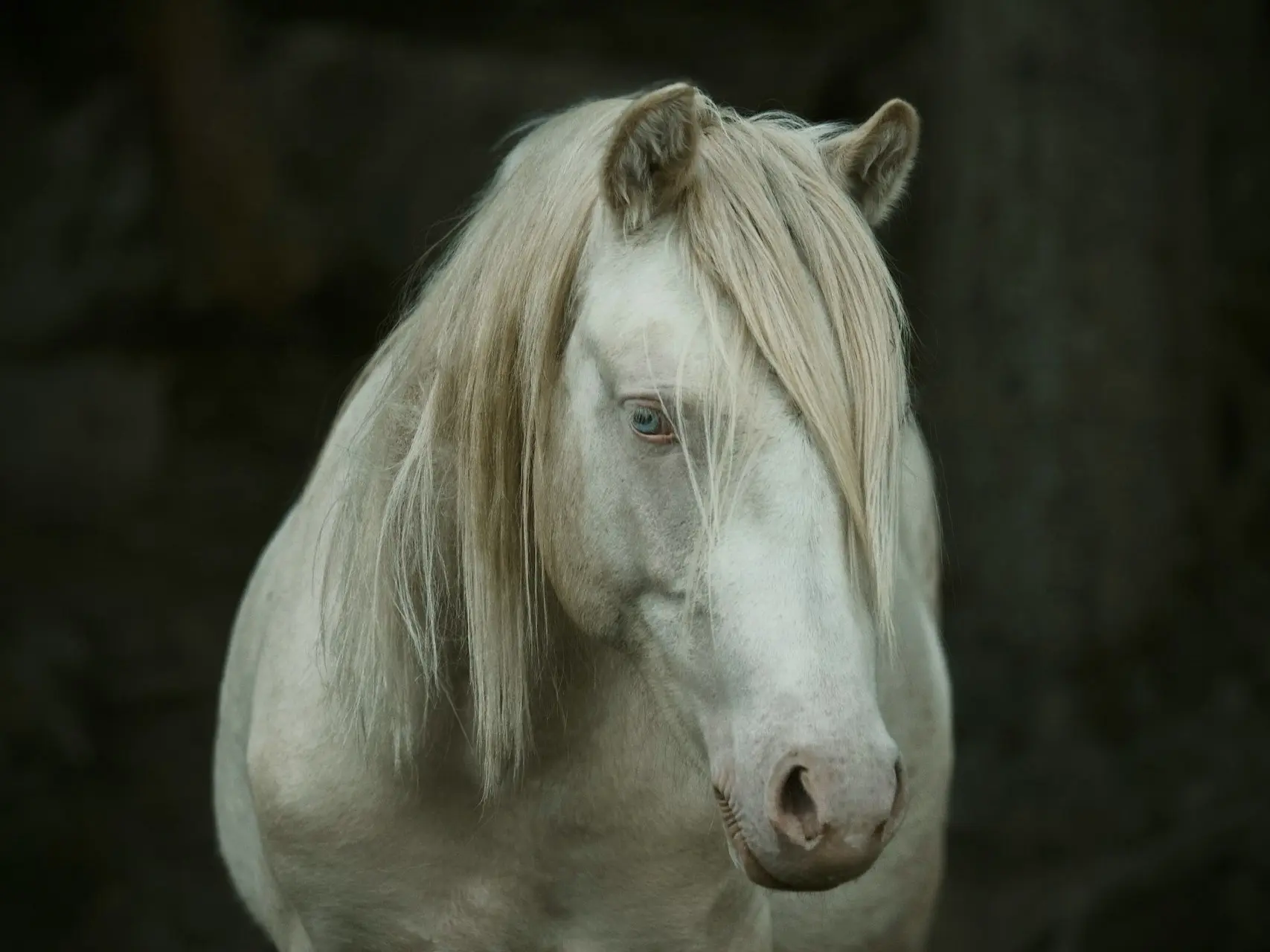 Smoky Cream Horse