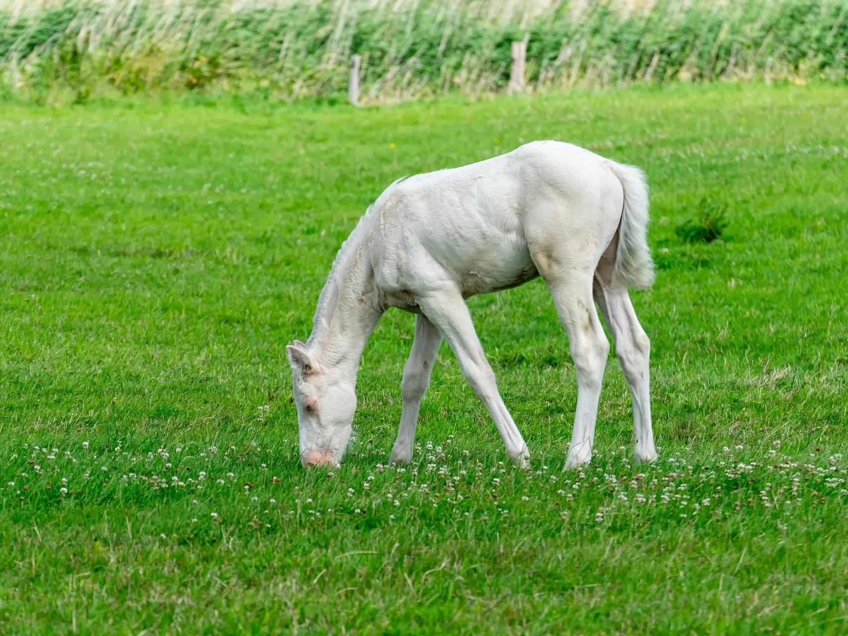 Smoky cream horse