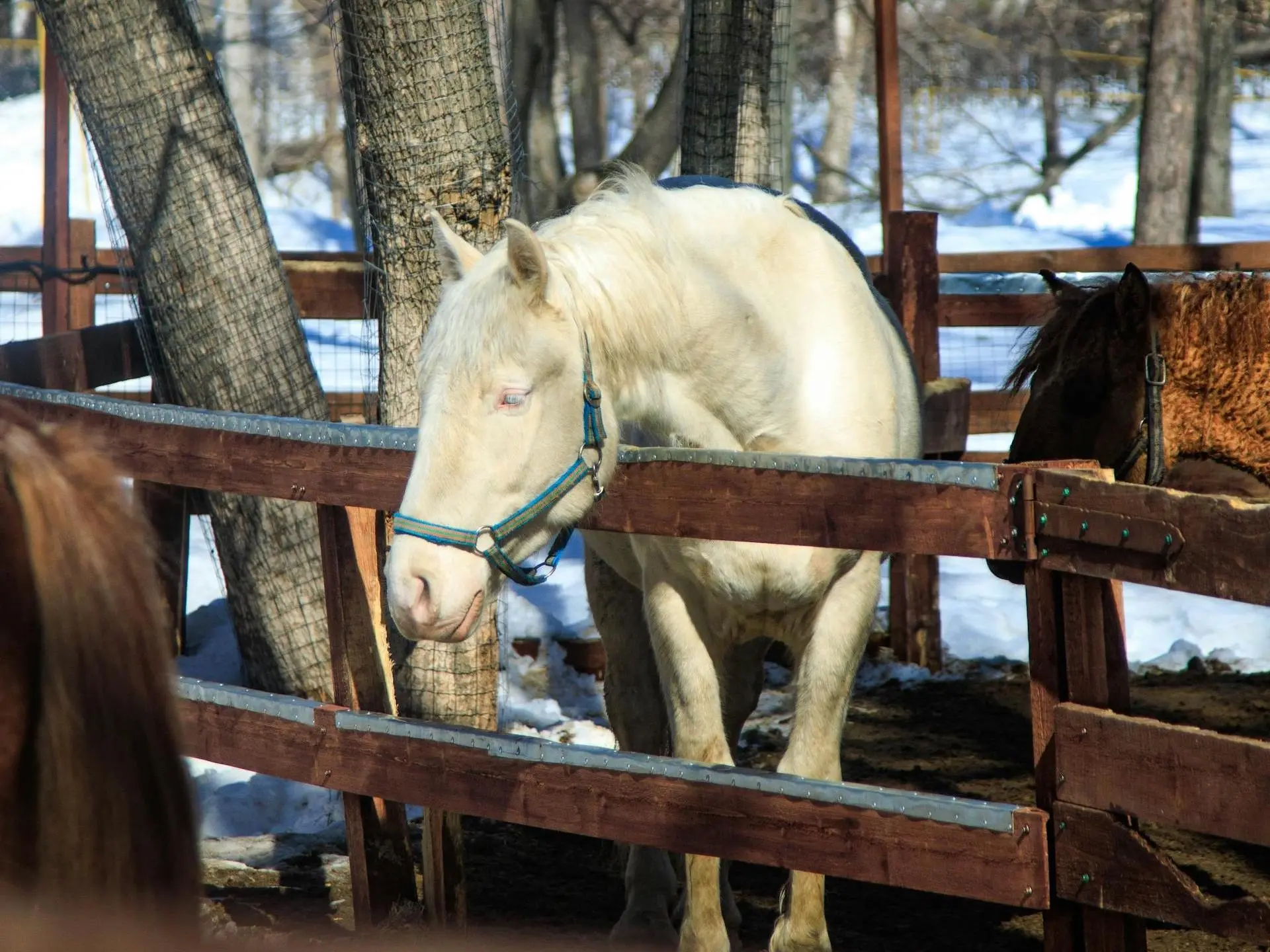 Smoky cream horse