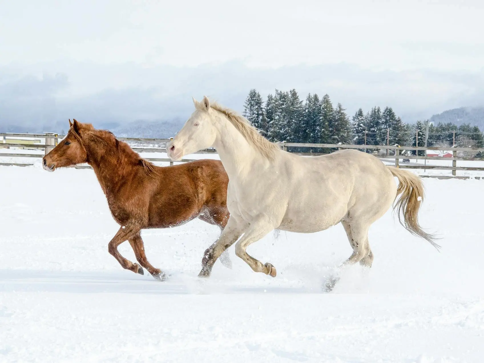 Smoky cream horse