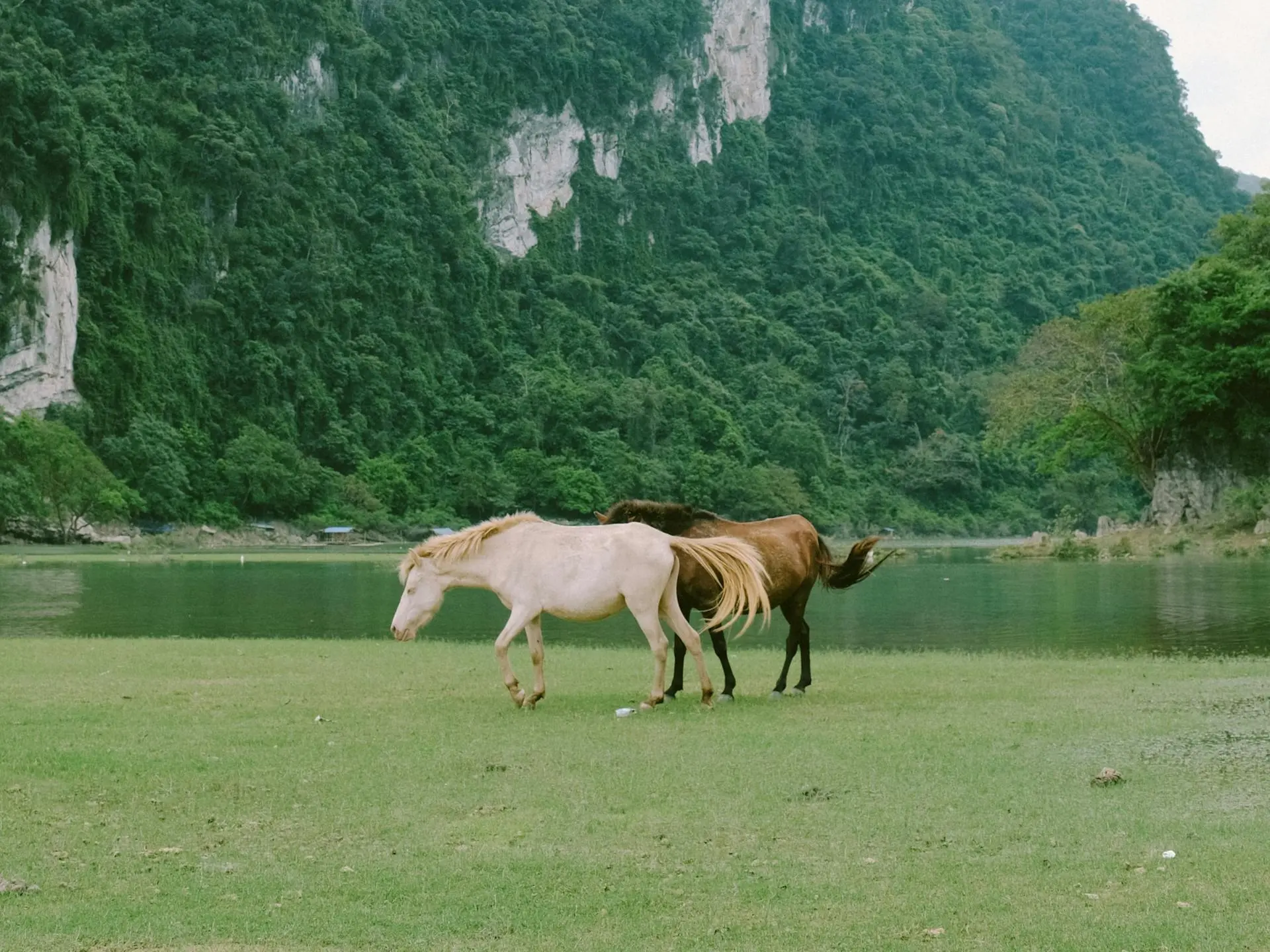 Smoky cream horse