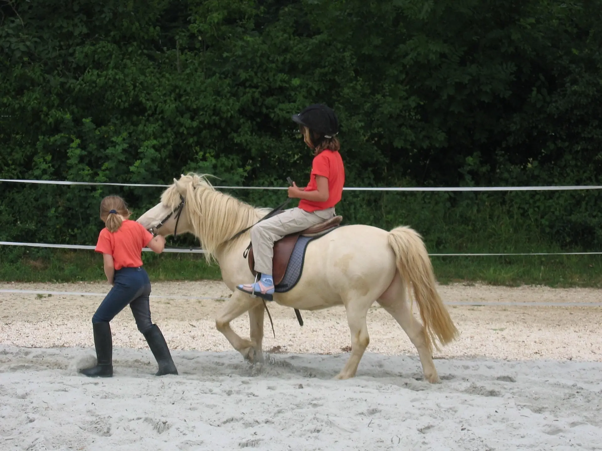 Smoky cream horse