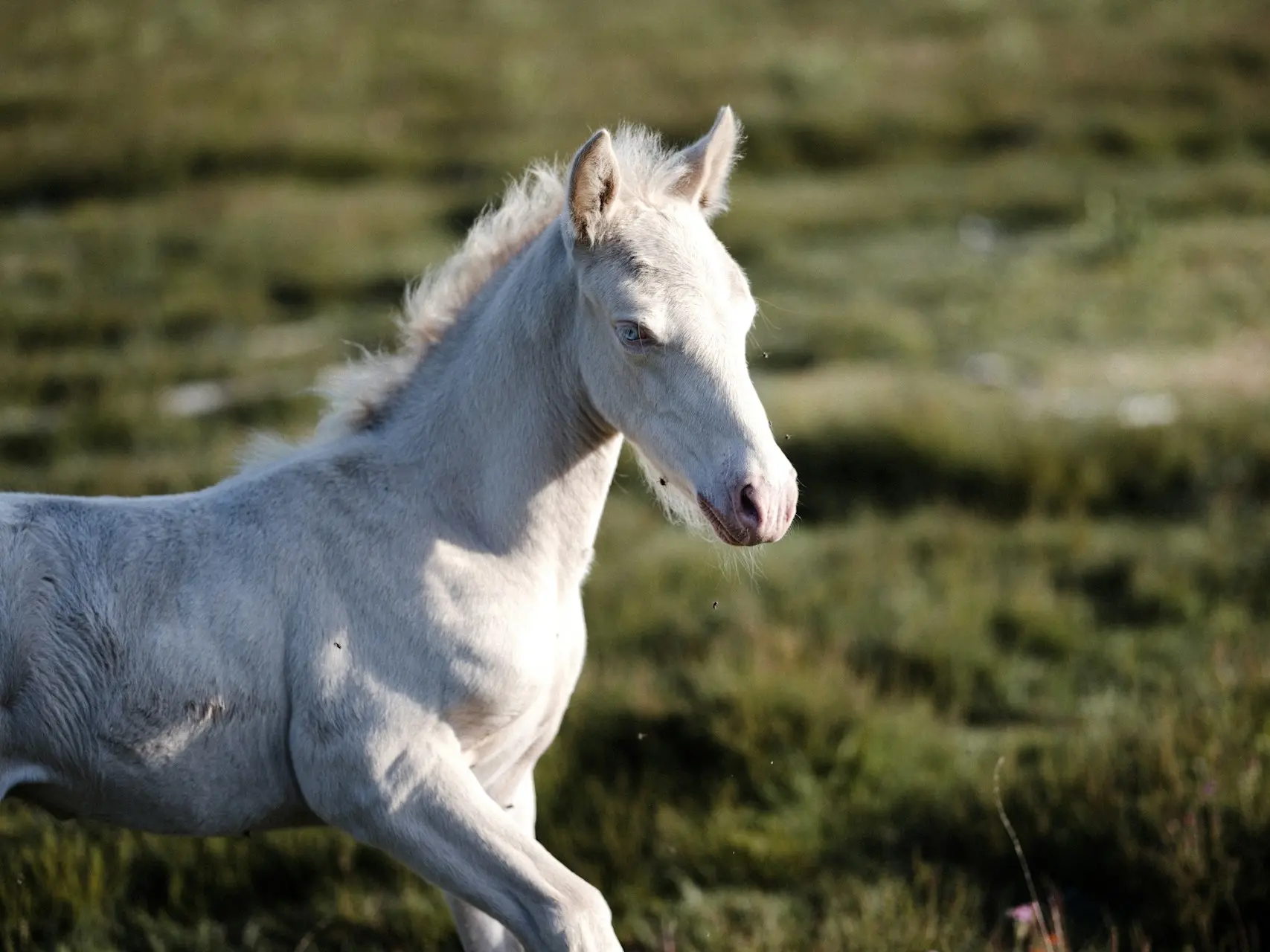 Smoky cream horse