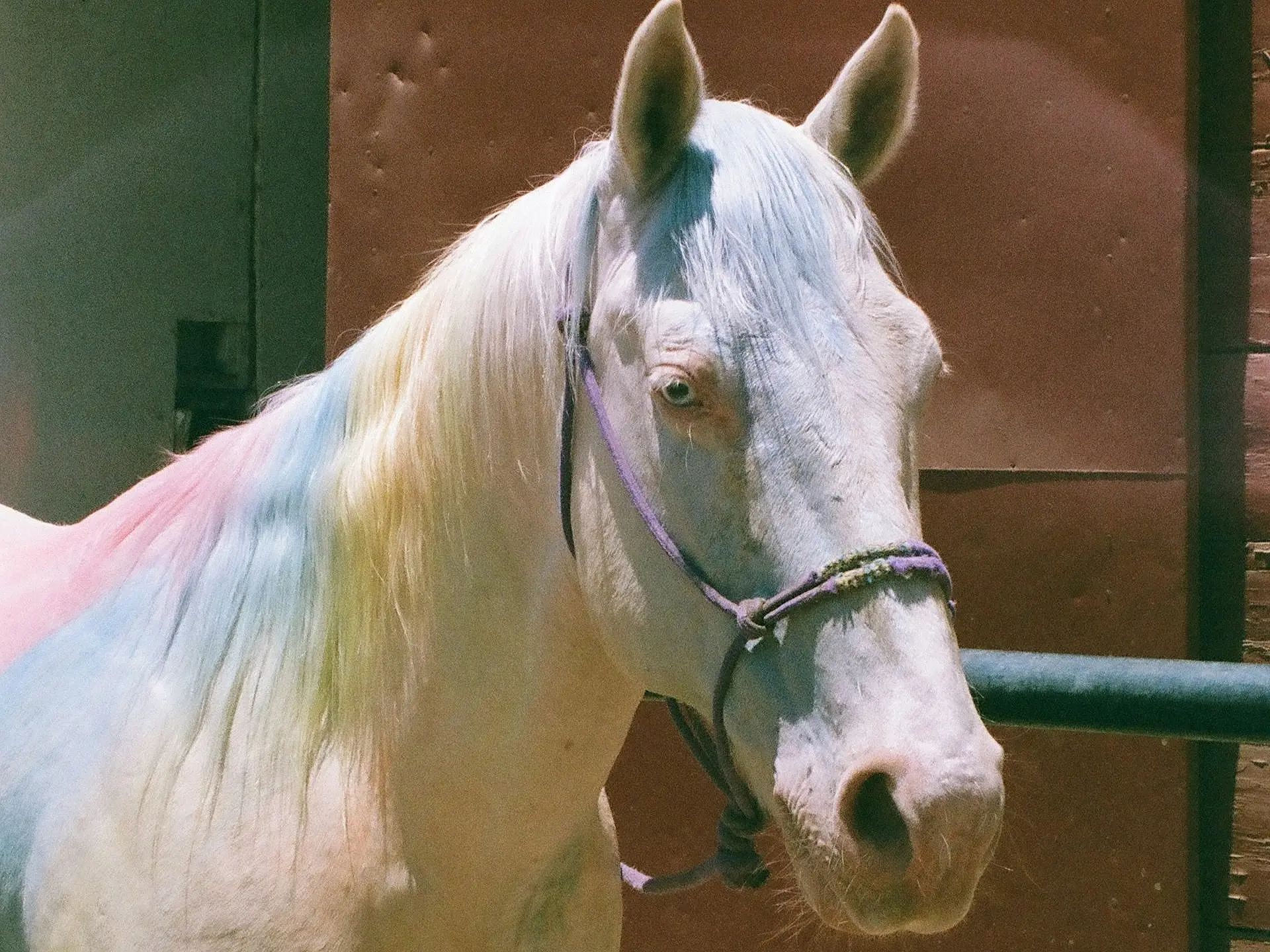 Smoky cream horse