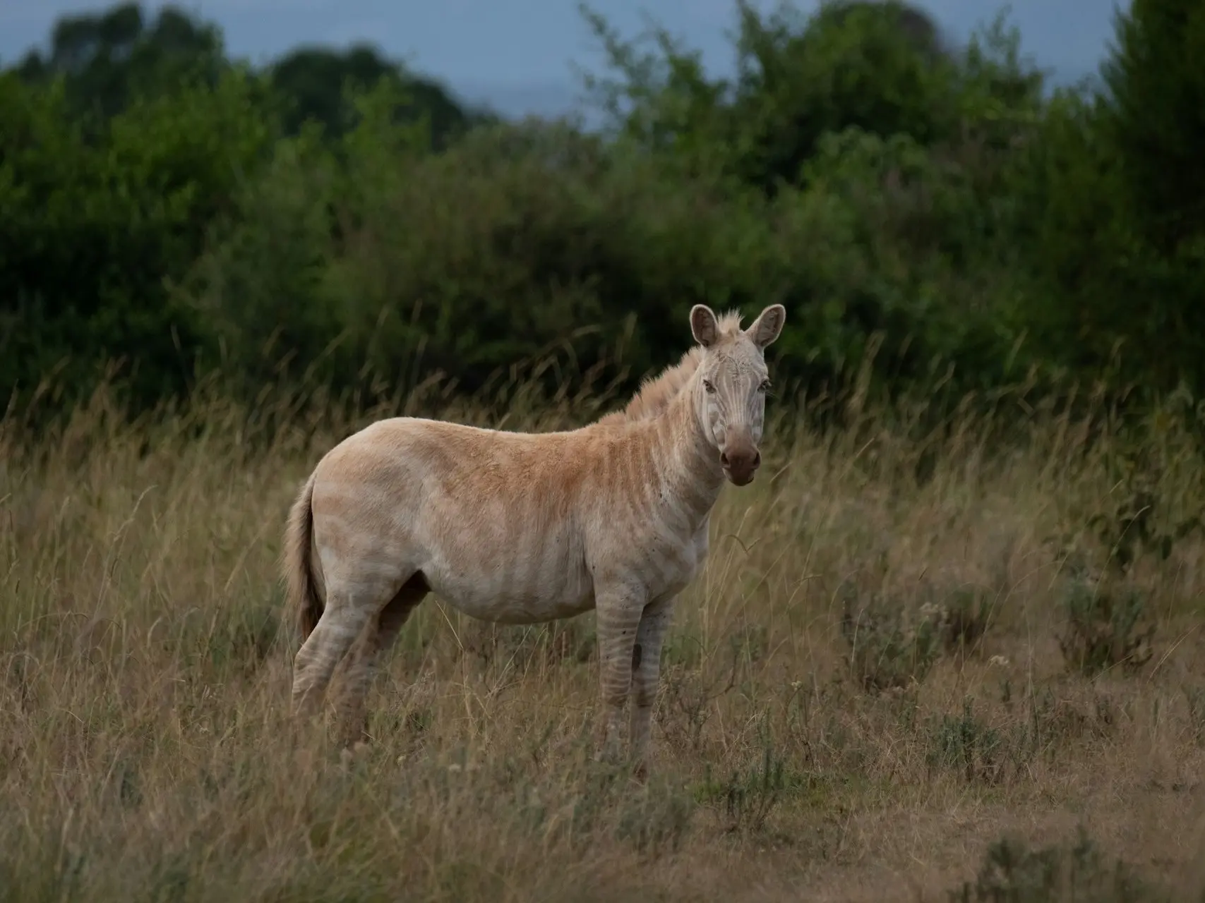 Smoky cream horse