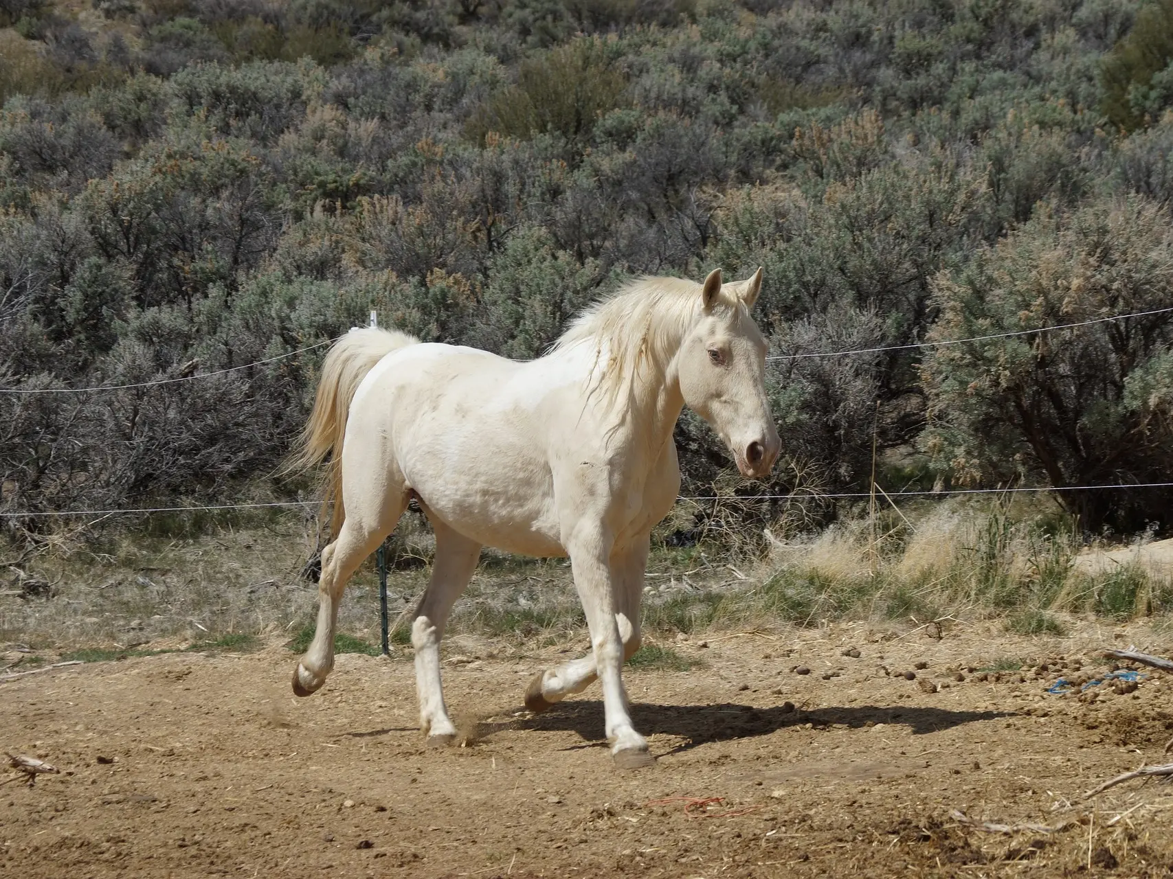 Smoky cream horse