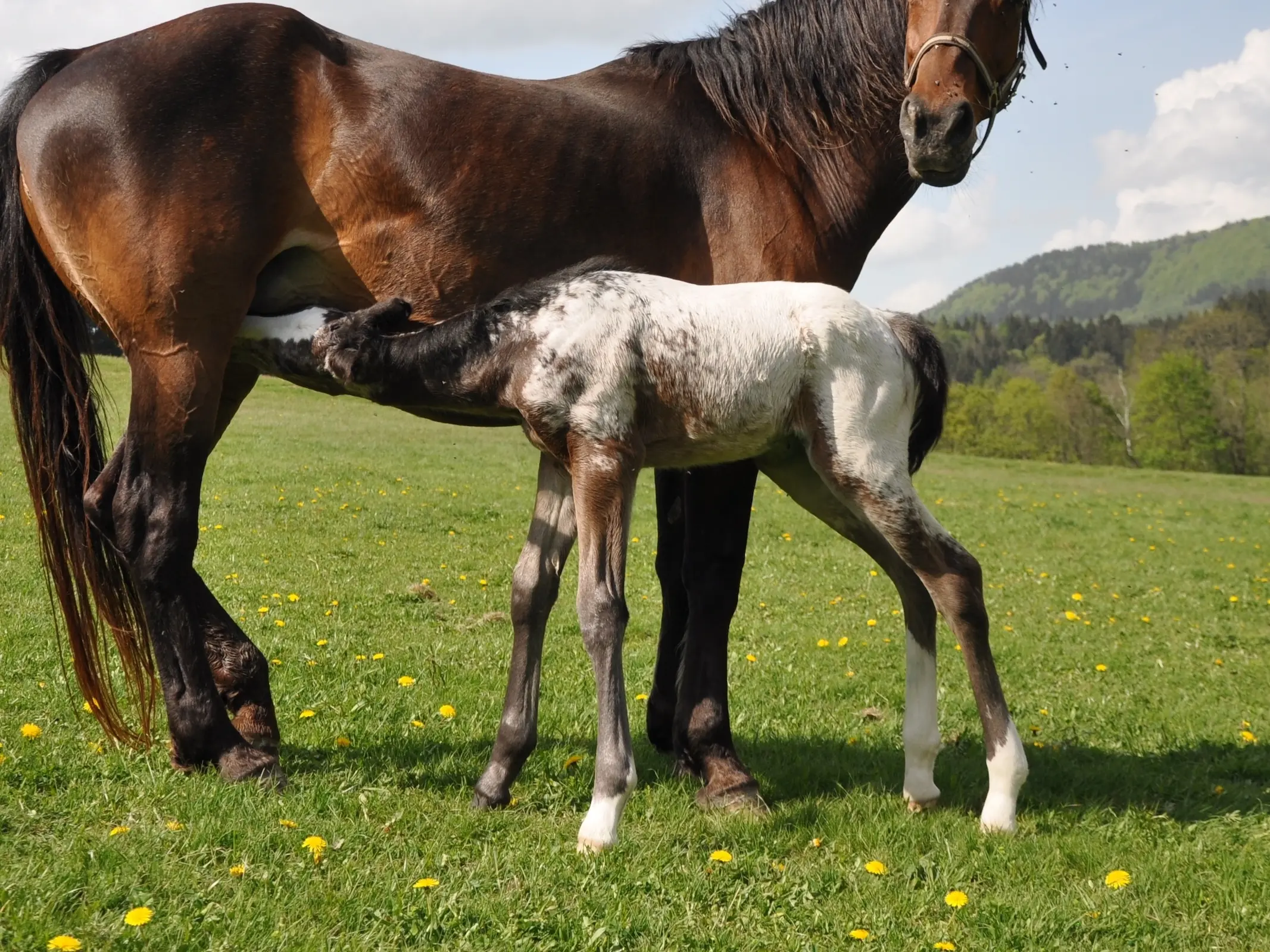 Snowcap appaloosa horse