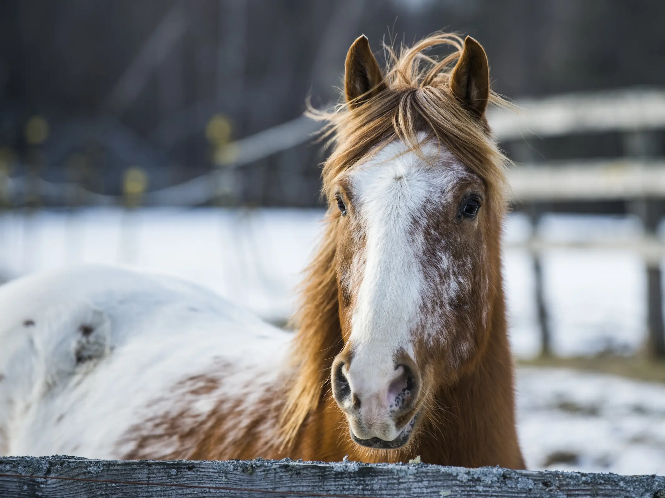 Snowcap appaloosa horse