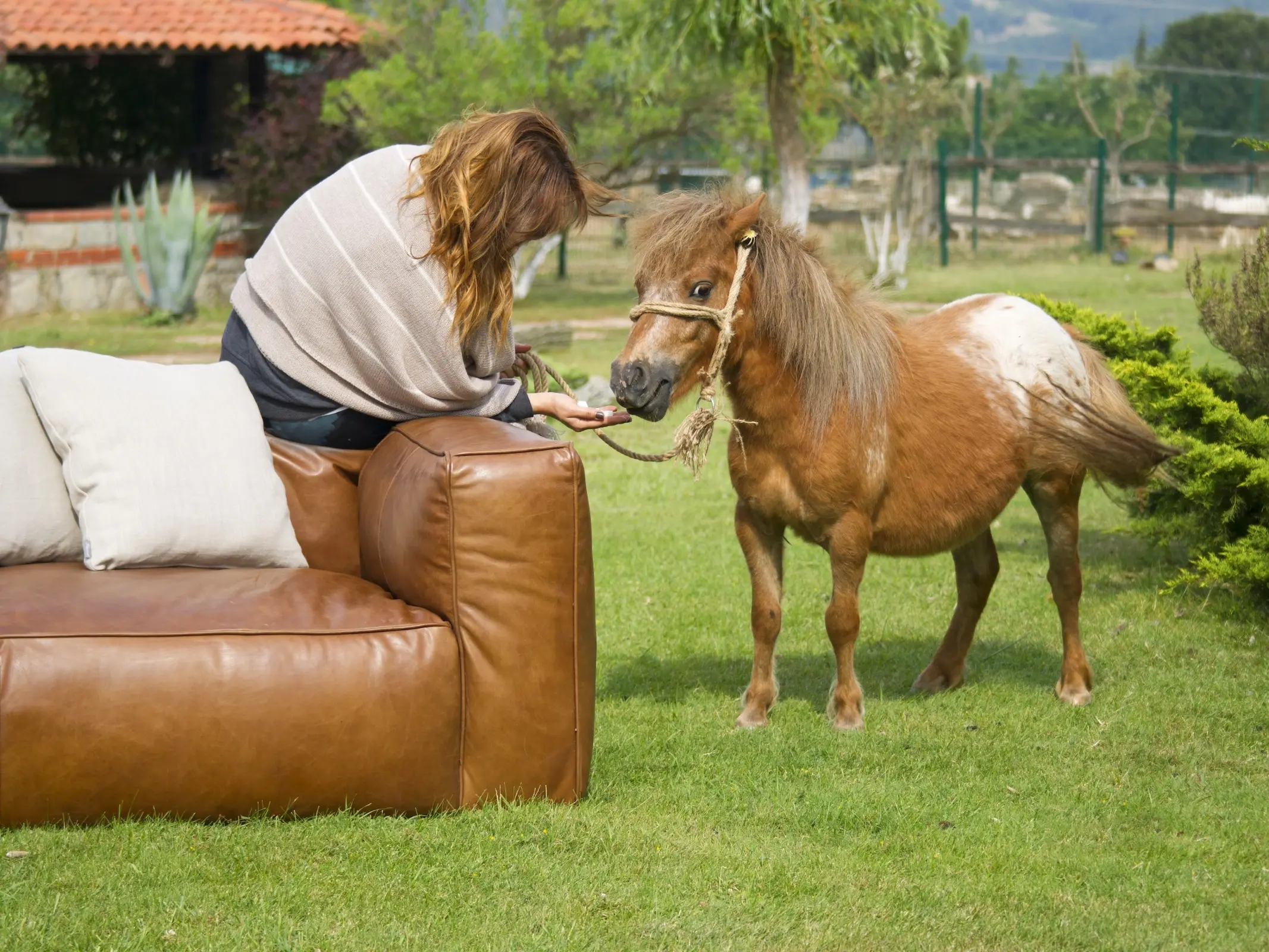 Snowcap appaloosa horse