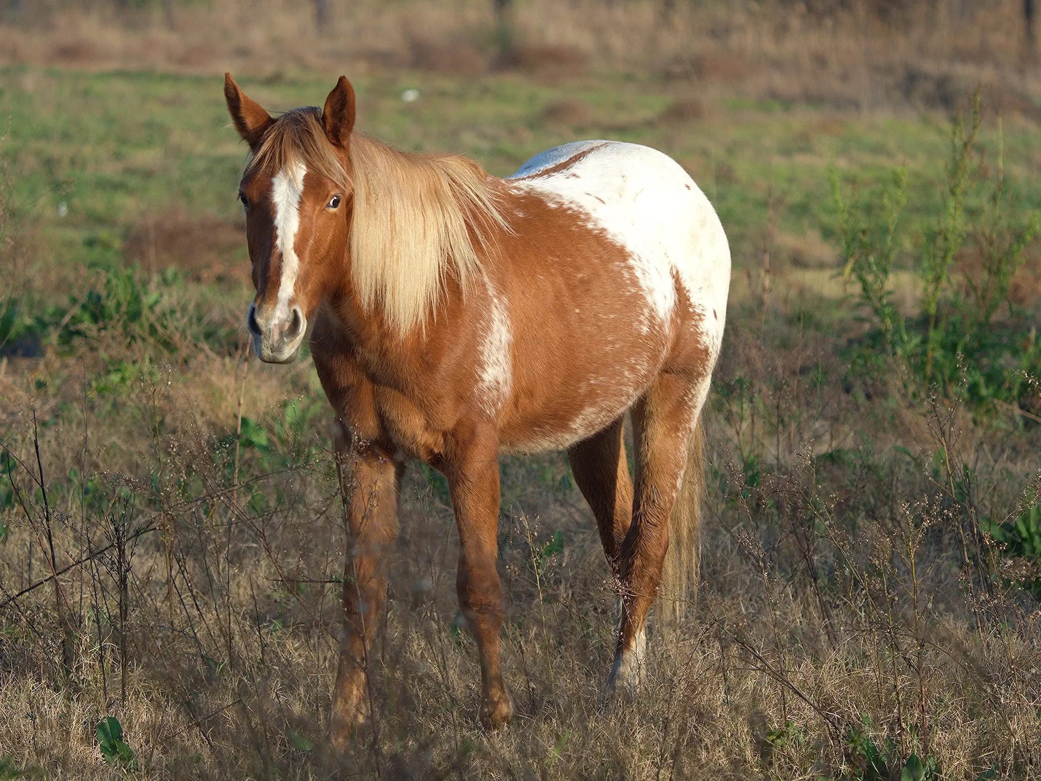 Snowcap appaloosa horse