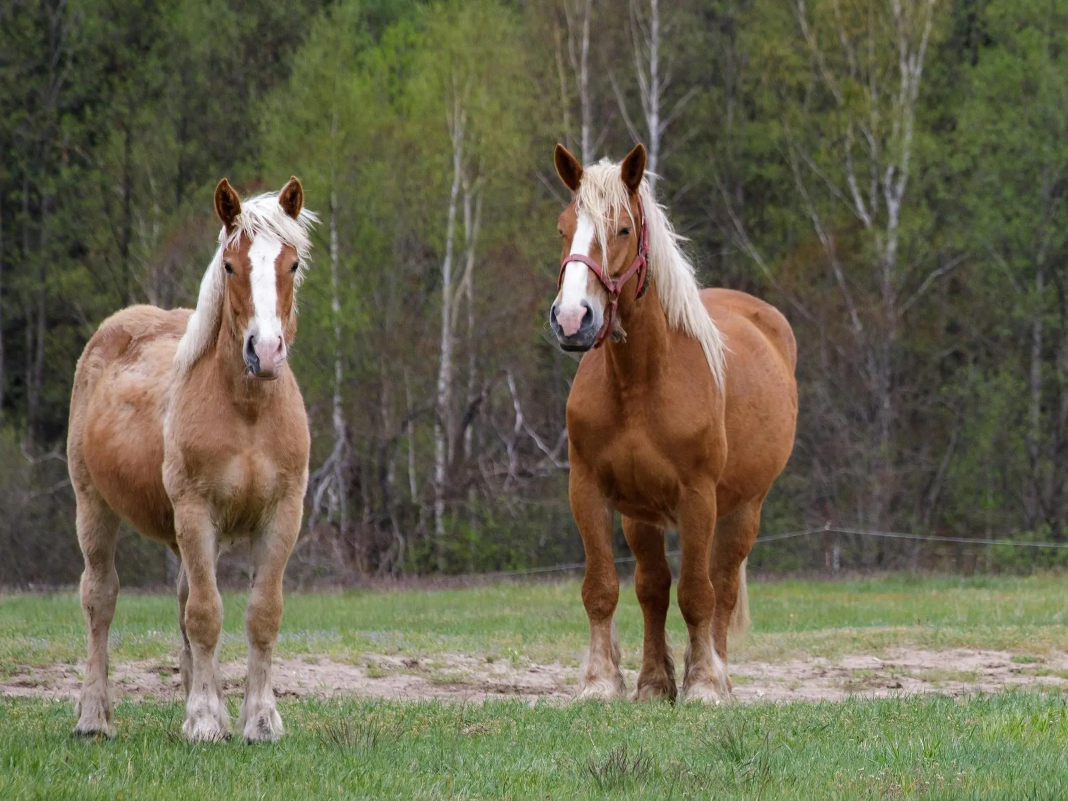 Sokolsky Coldblood Horse