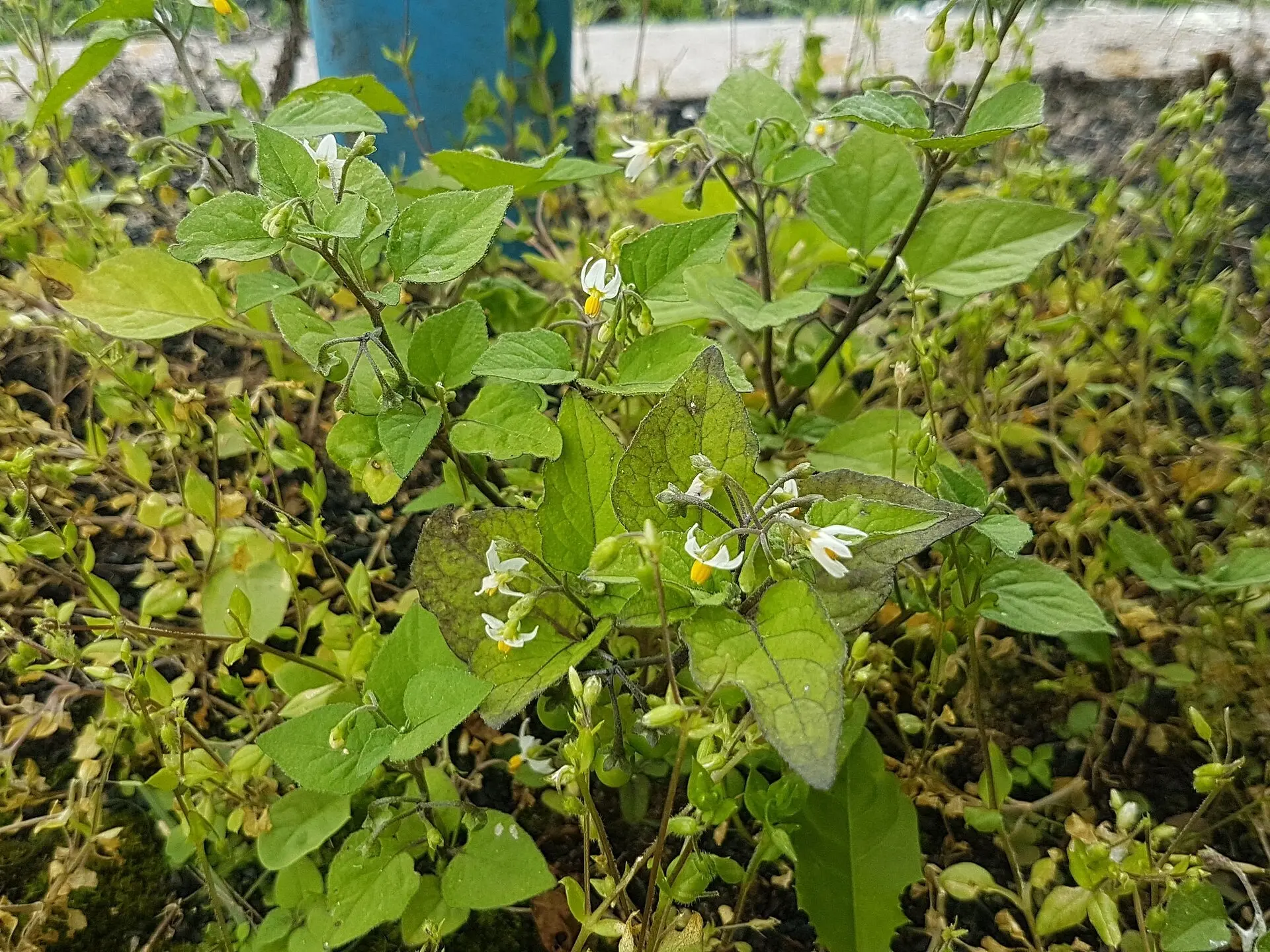 Black Nightshade