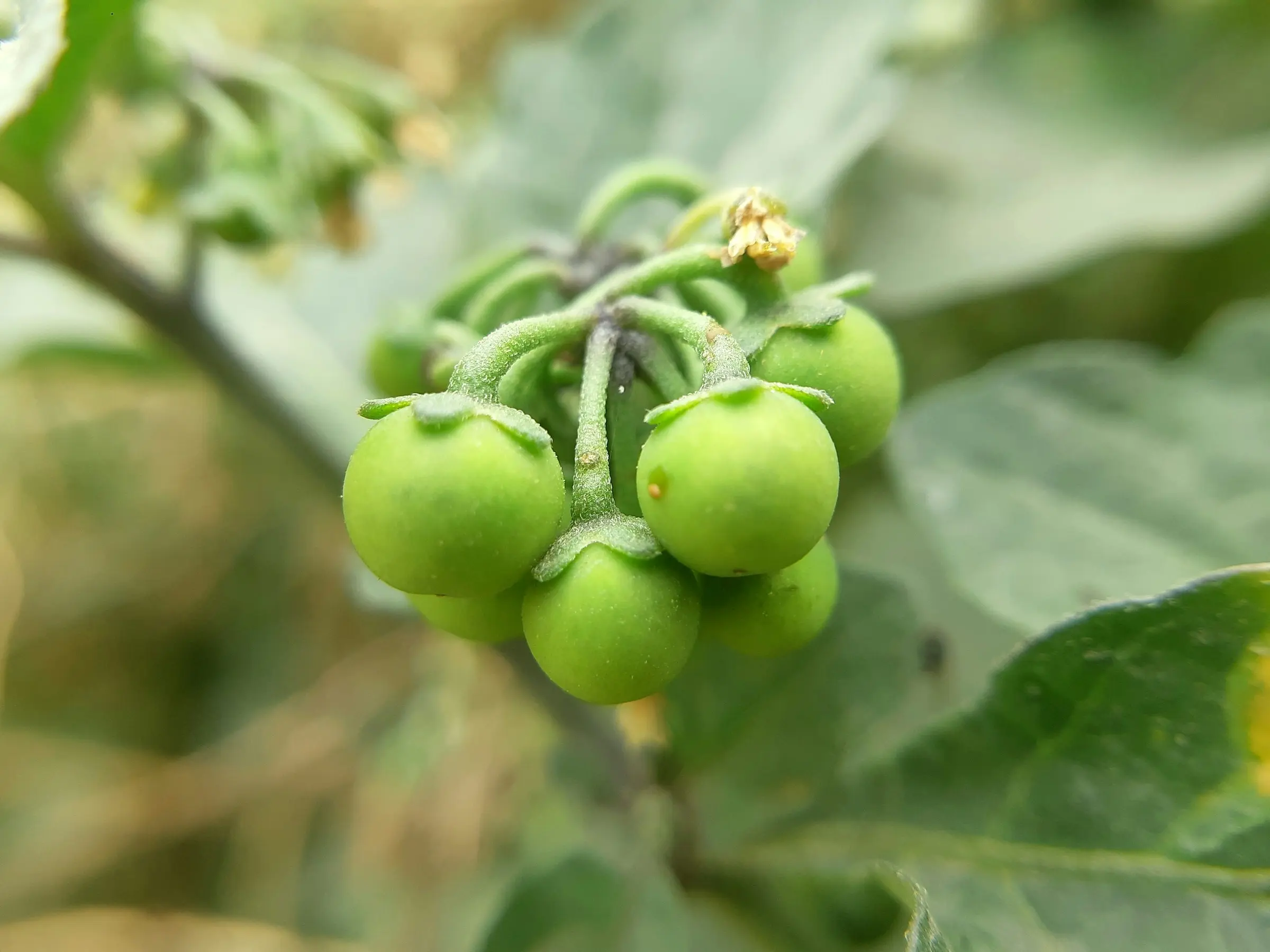 Black Nightshade