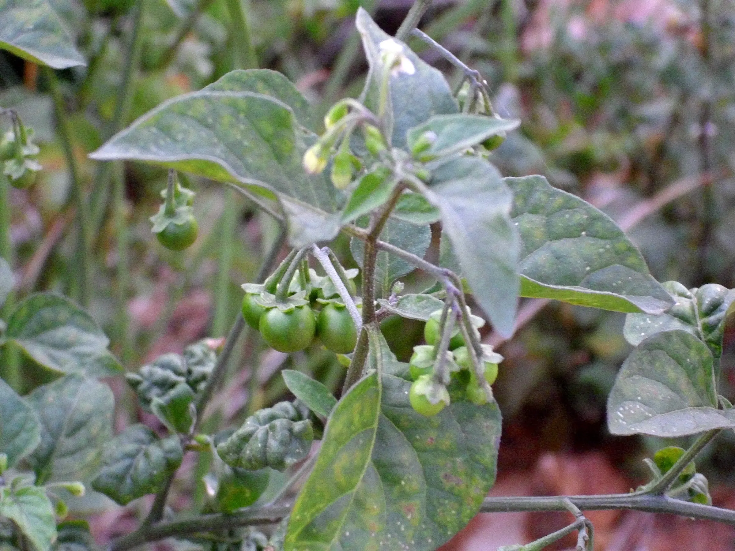 Black Nightshade