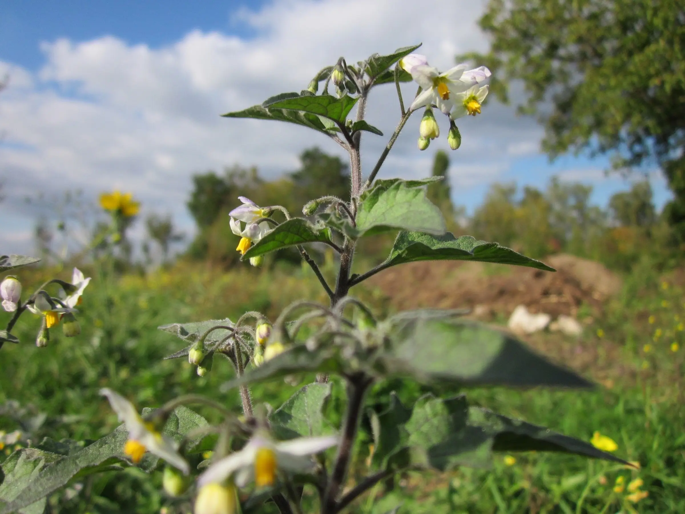 Black Nightshade