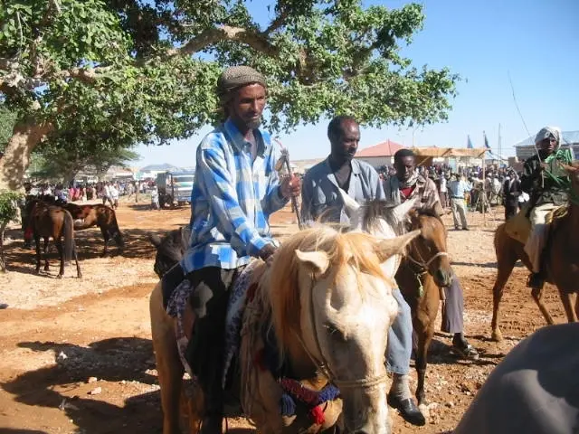 Somali Pony