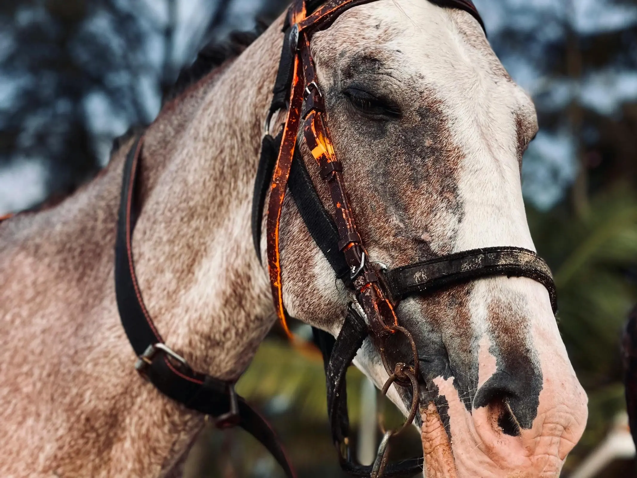 Sooty appaloosa horse