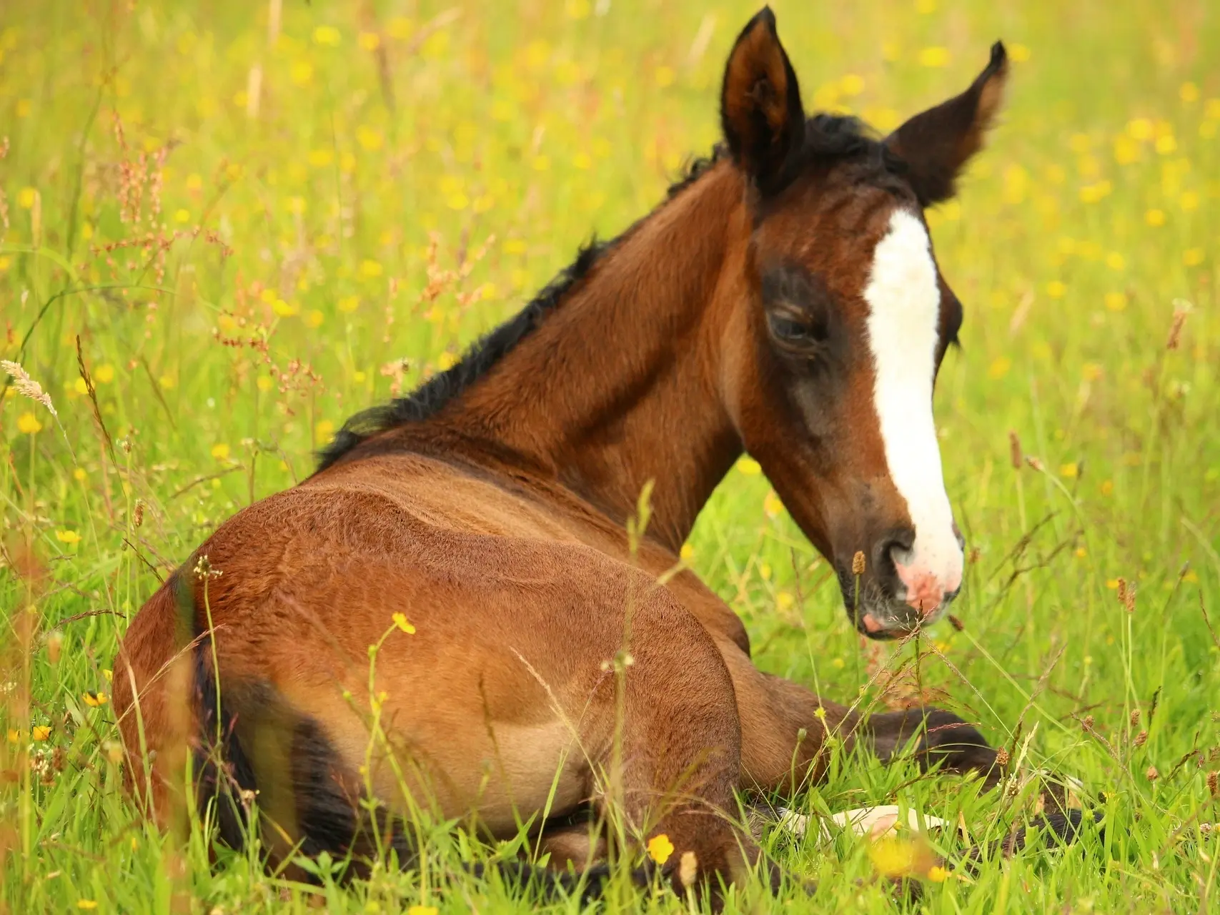 Sooty bay horse