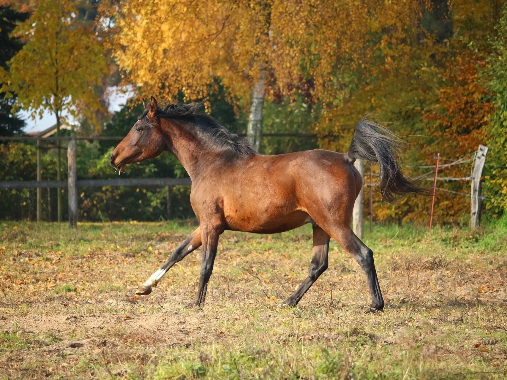 Sooty bay horse