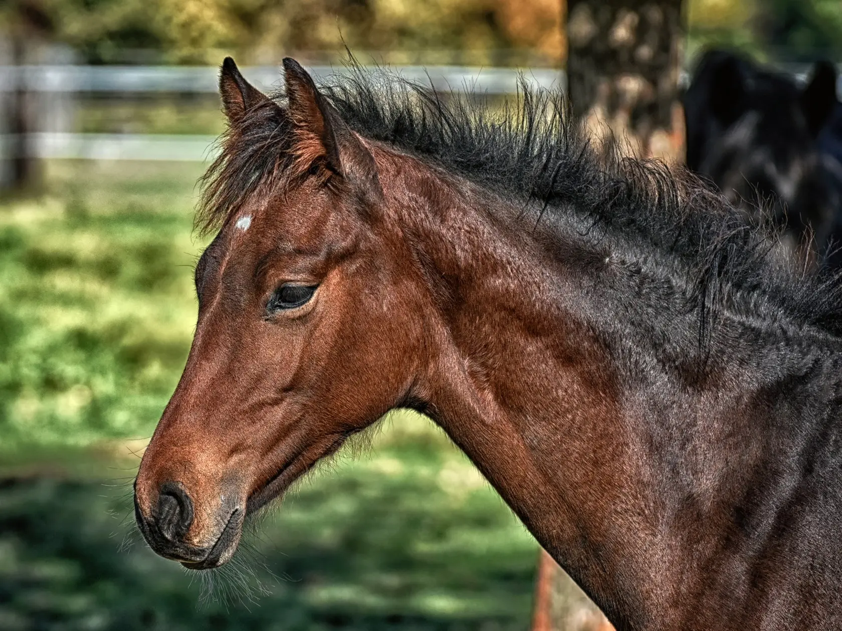 Sooty bay horse