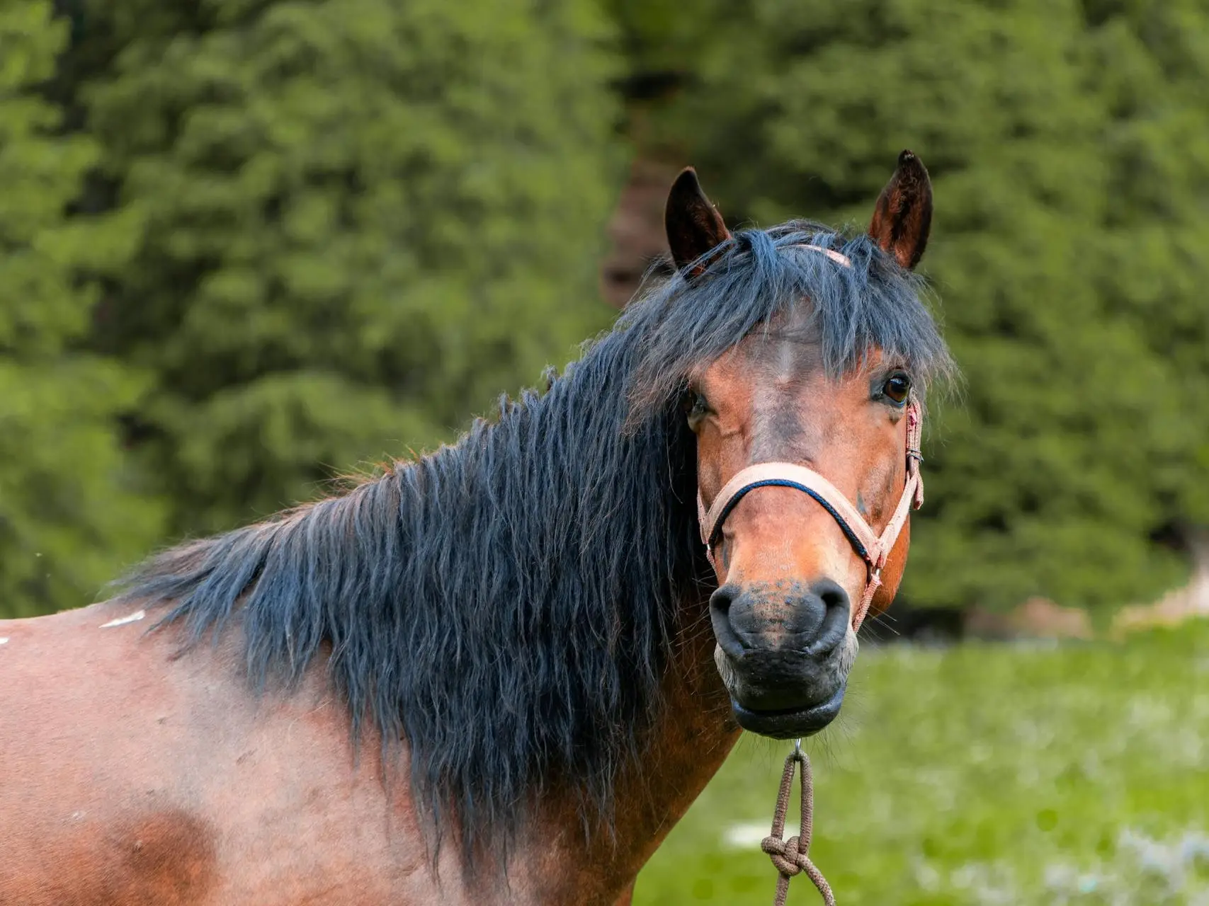 Sooty bay horse