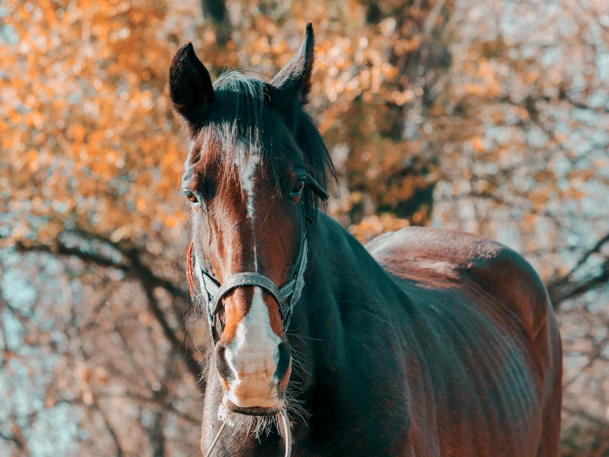 Sooty bay horse