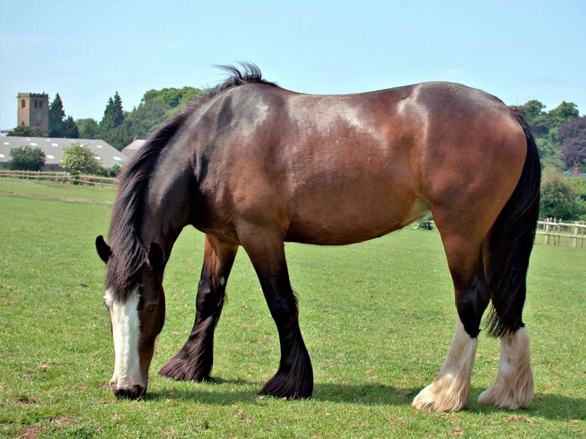 Sooty bay horse