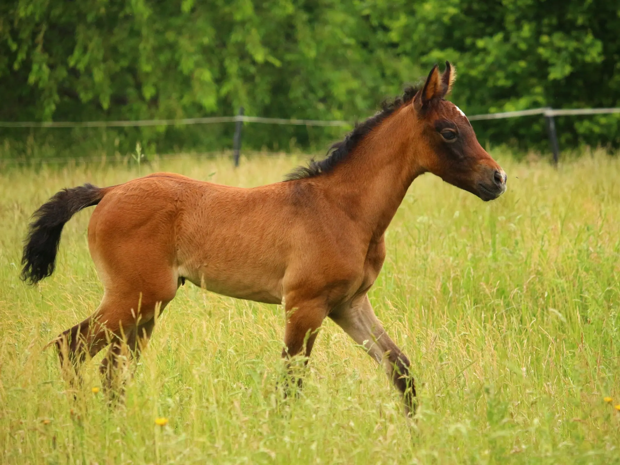 Sooty bay horse