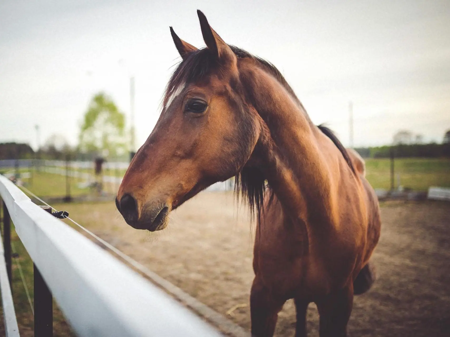 Sooty bay horse