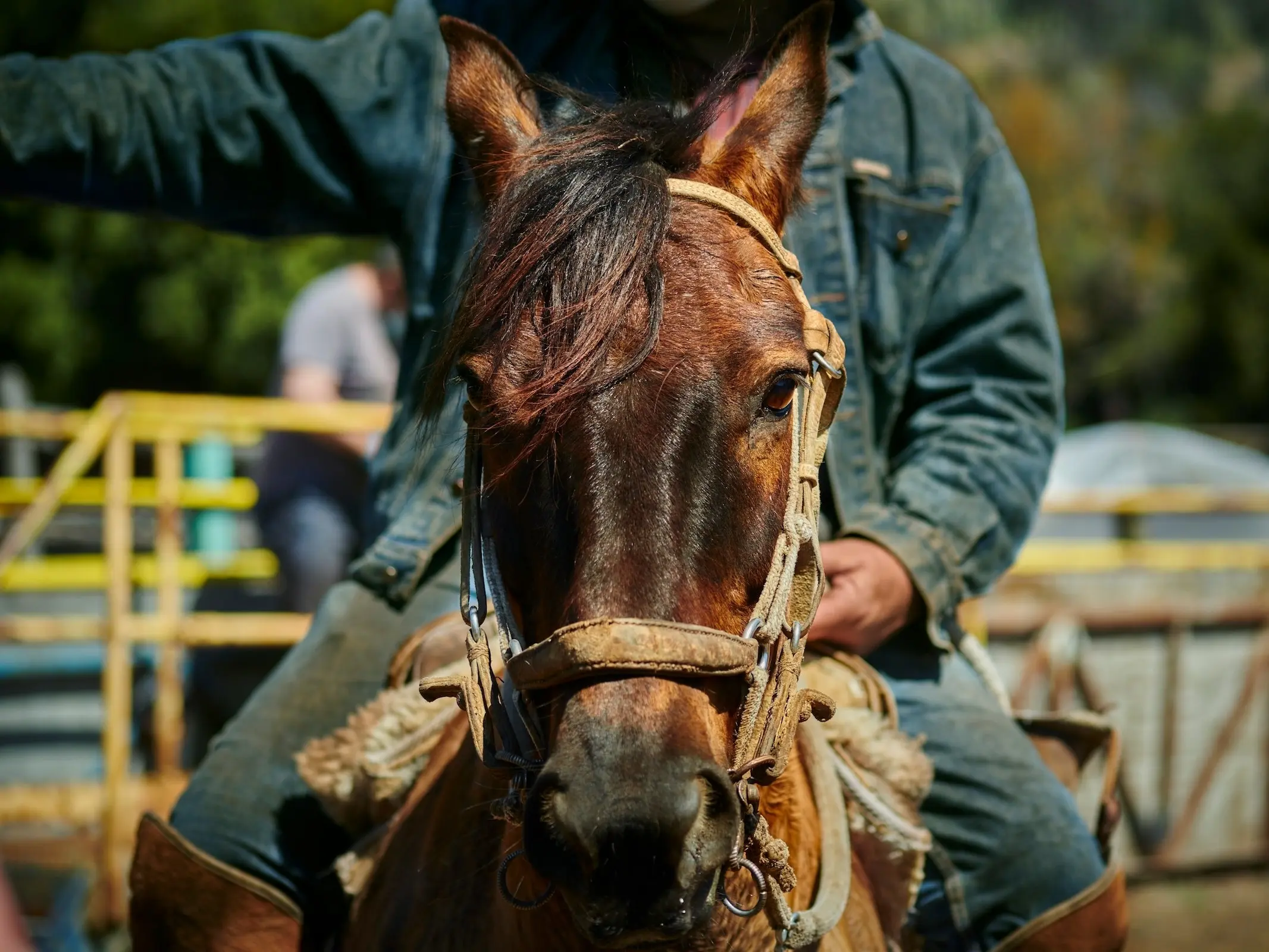 Yellow dun horse