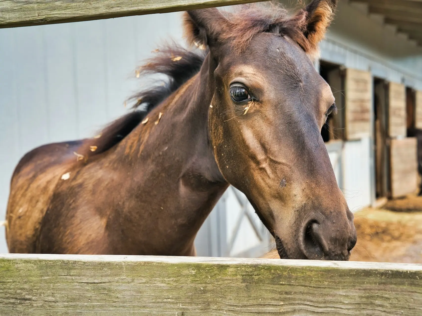 Sooty buckskin horse