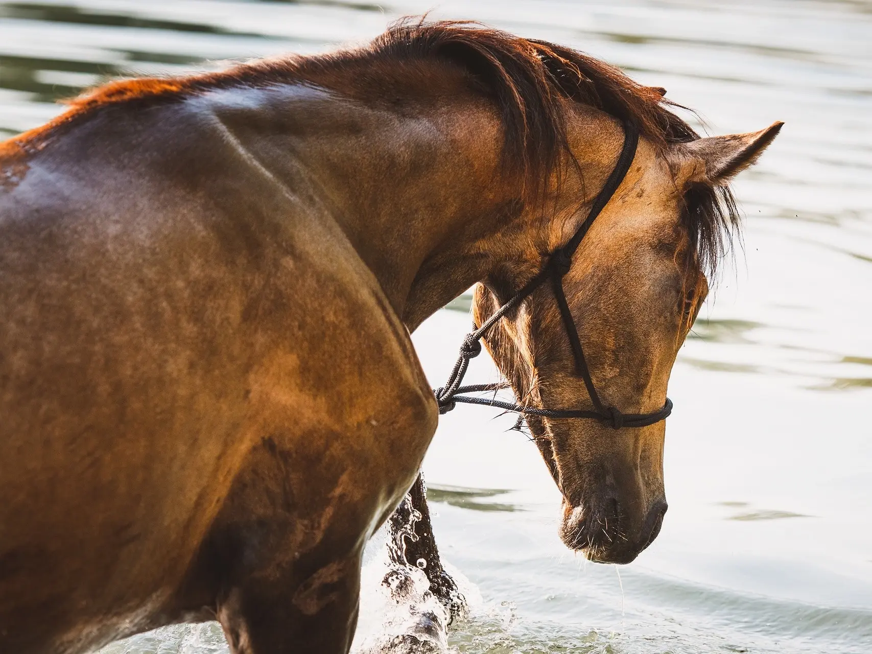 Sealskin horse