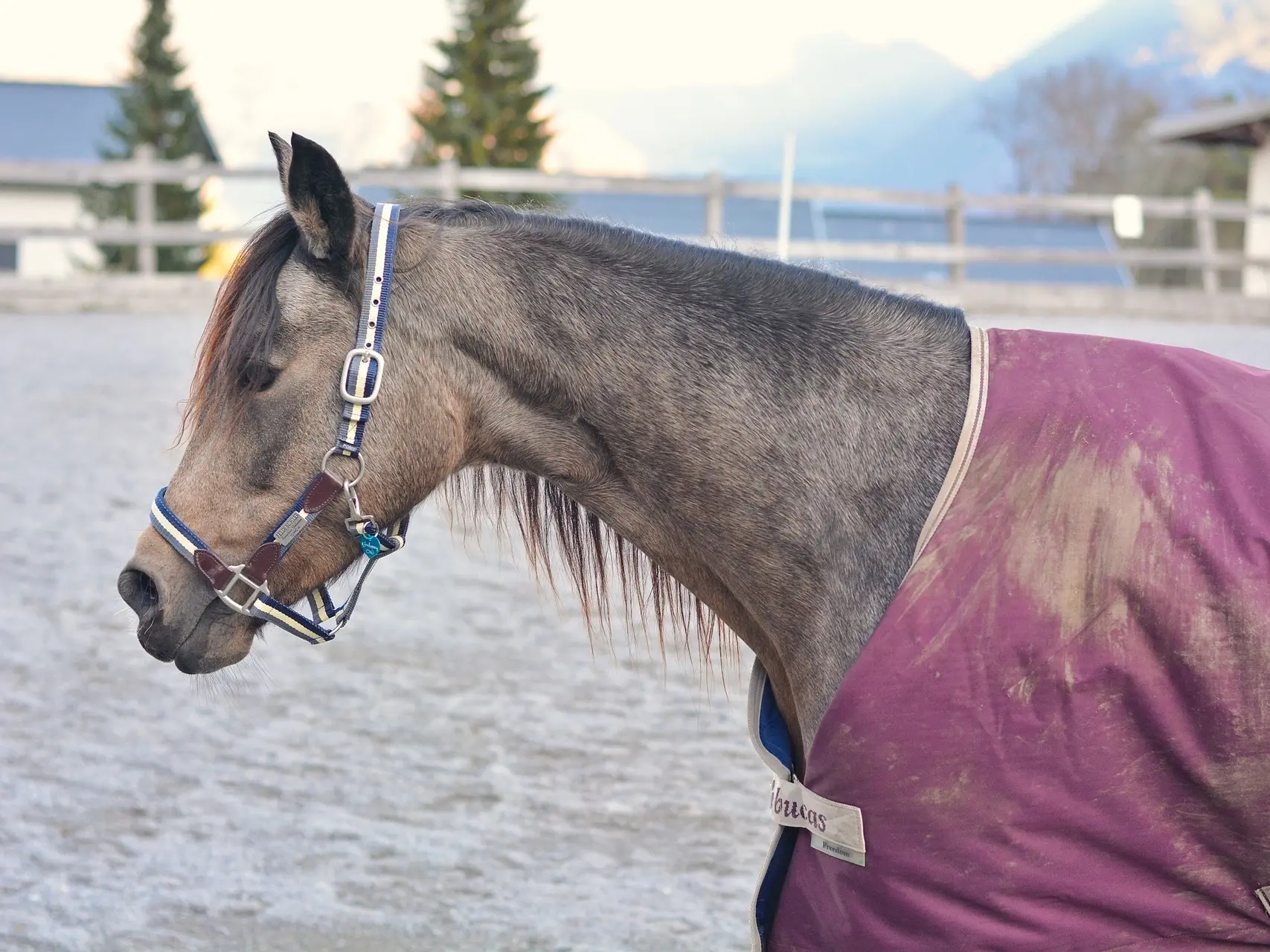 Sooty buckskin horse