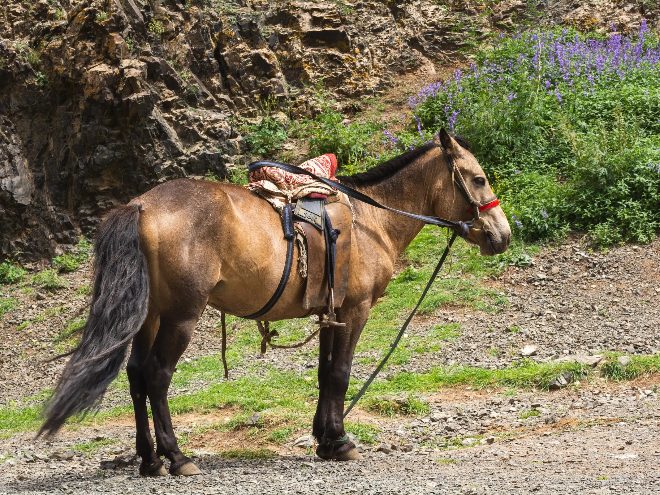 Sooty buckskin horse