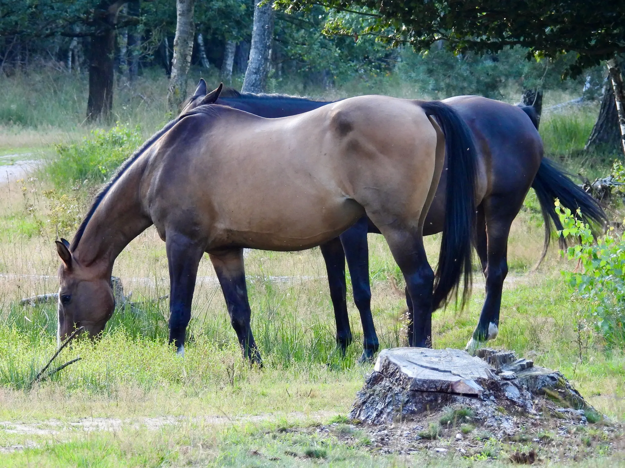 Sooty buckskin horse