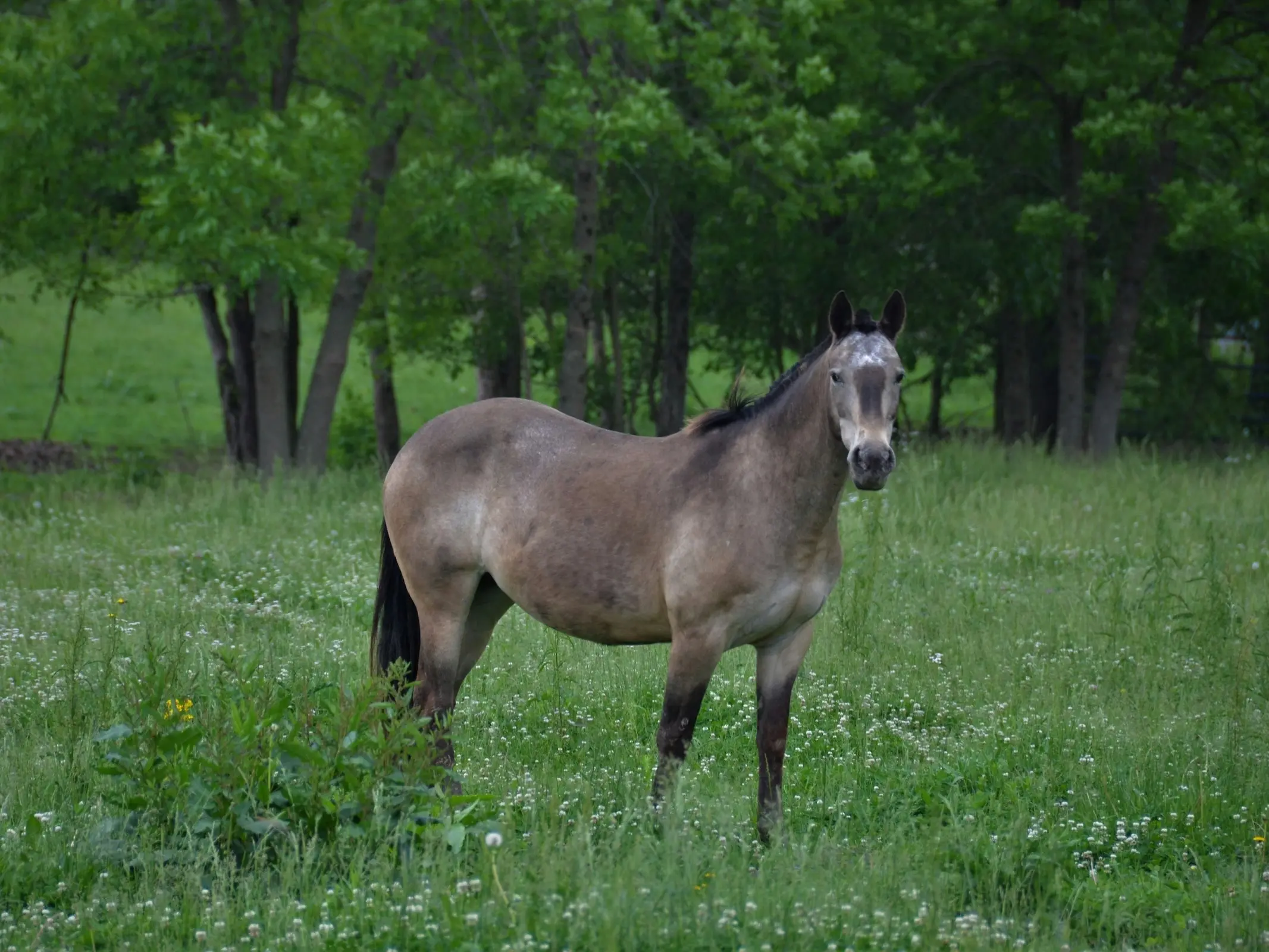 Sooty buckskin horse