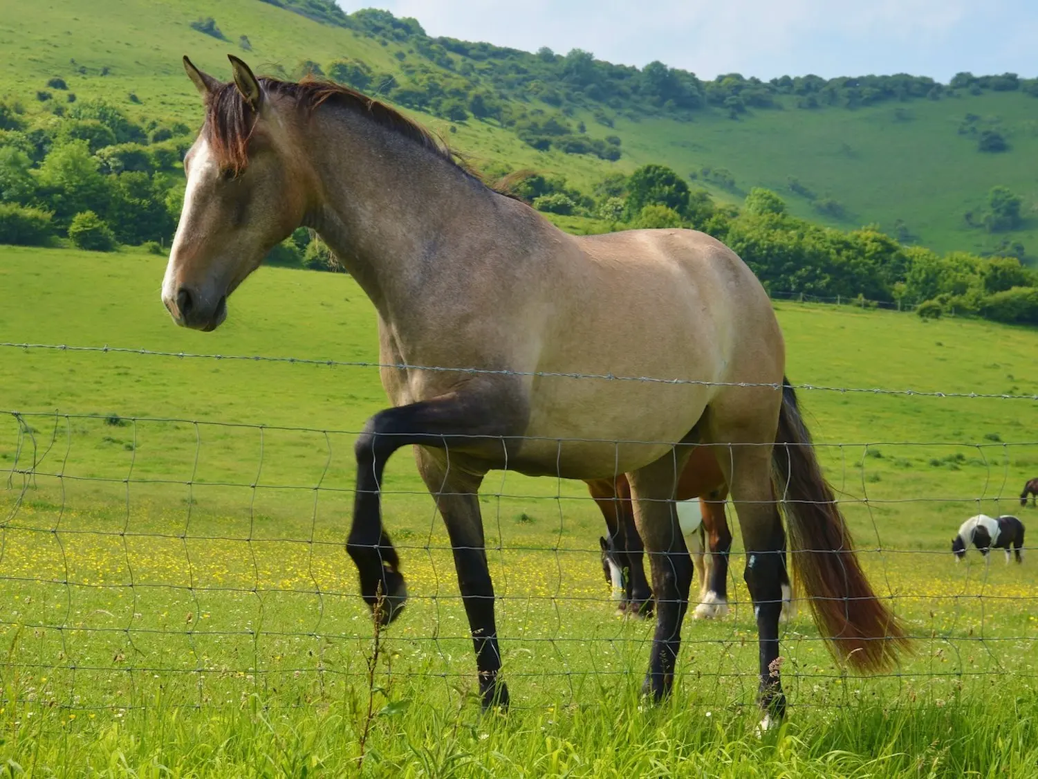 Sooty buckskin horse