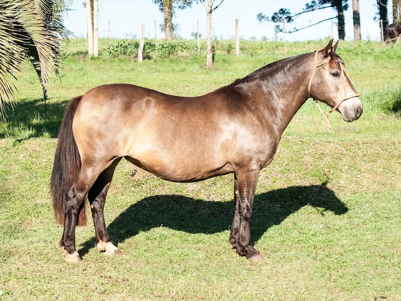 Sooty buckskin horse