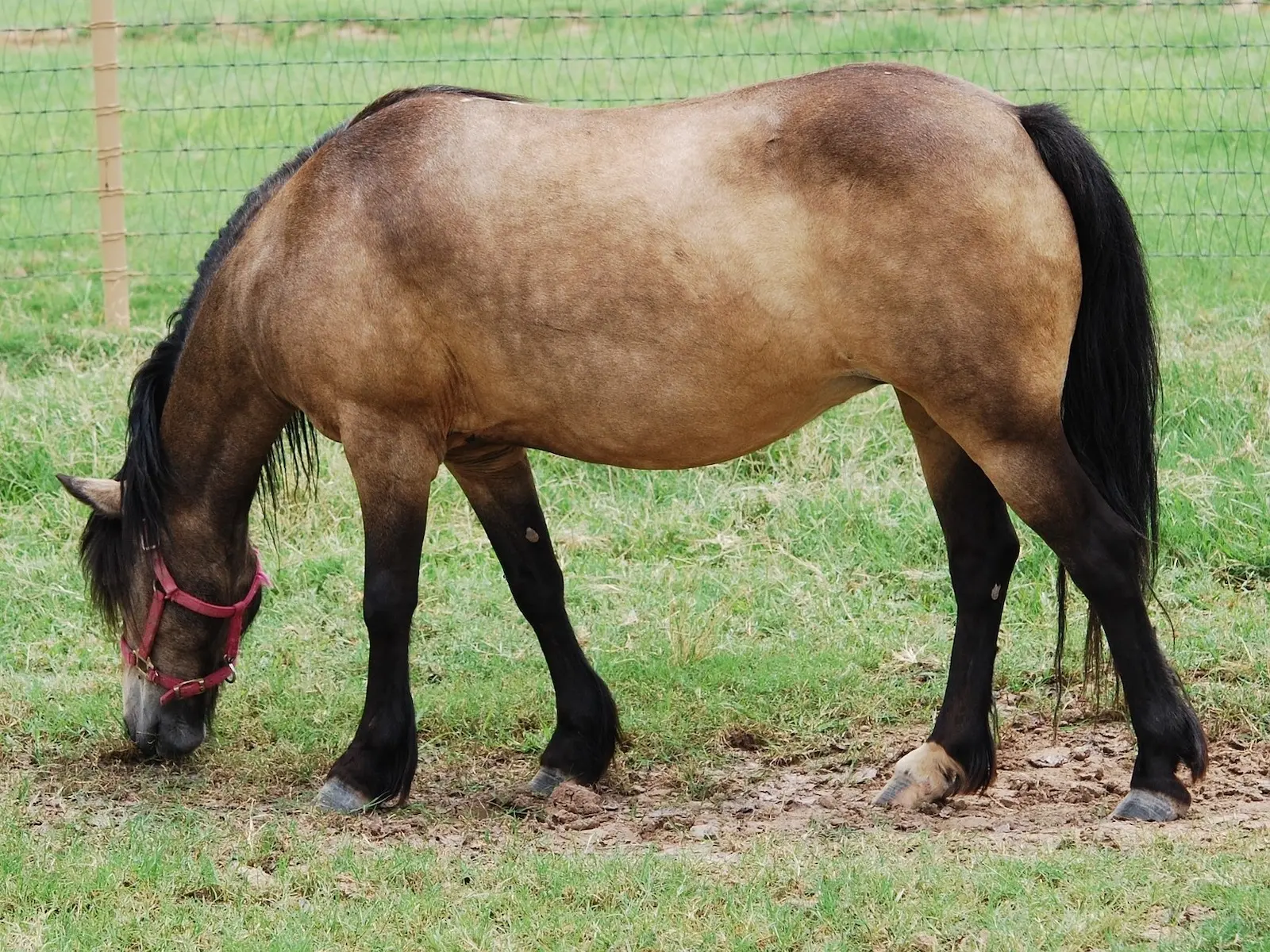 Sooty buckskin horse