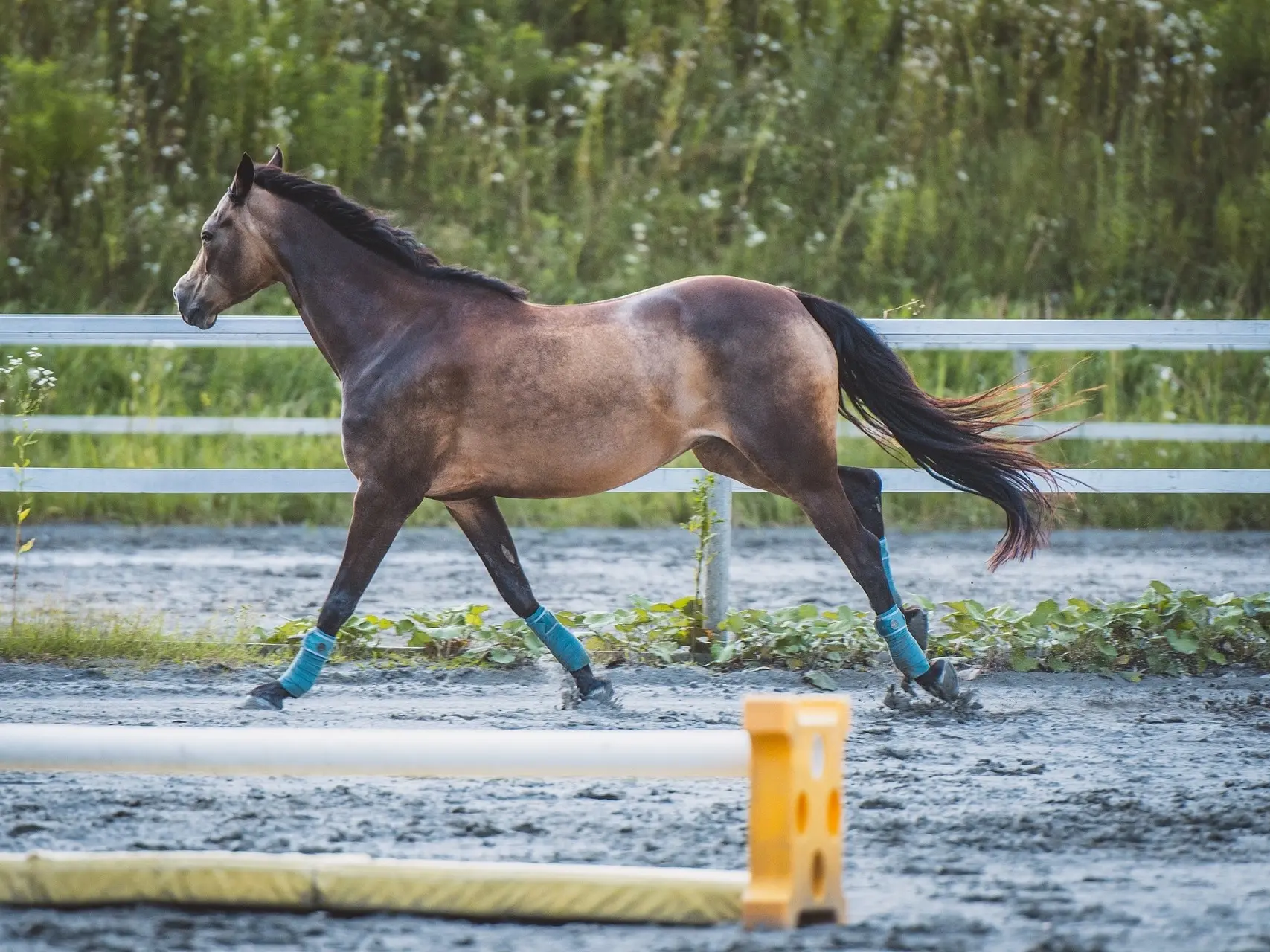 Sooty buckskin horse