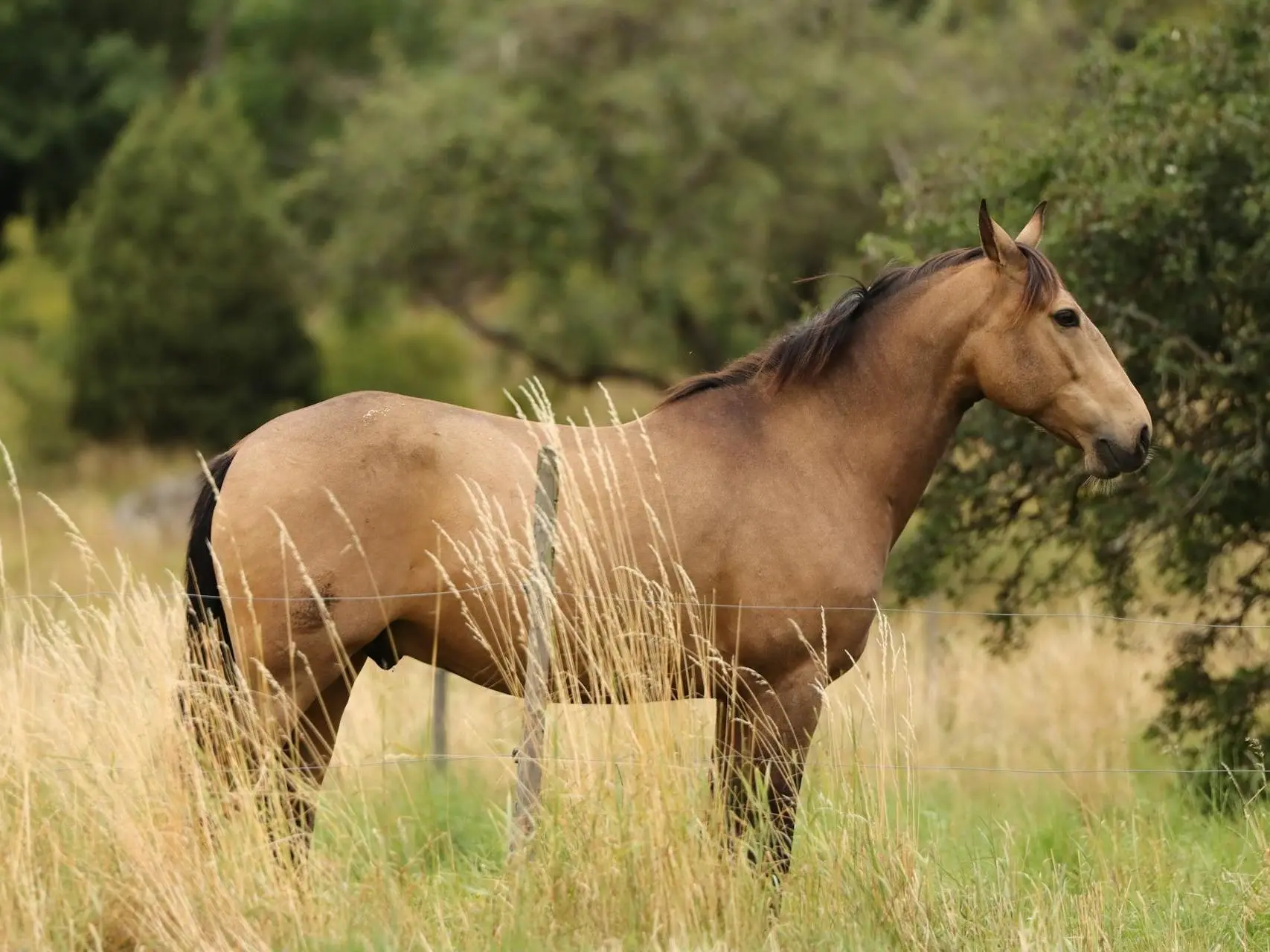 Sooty buckskin horse