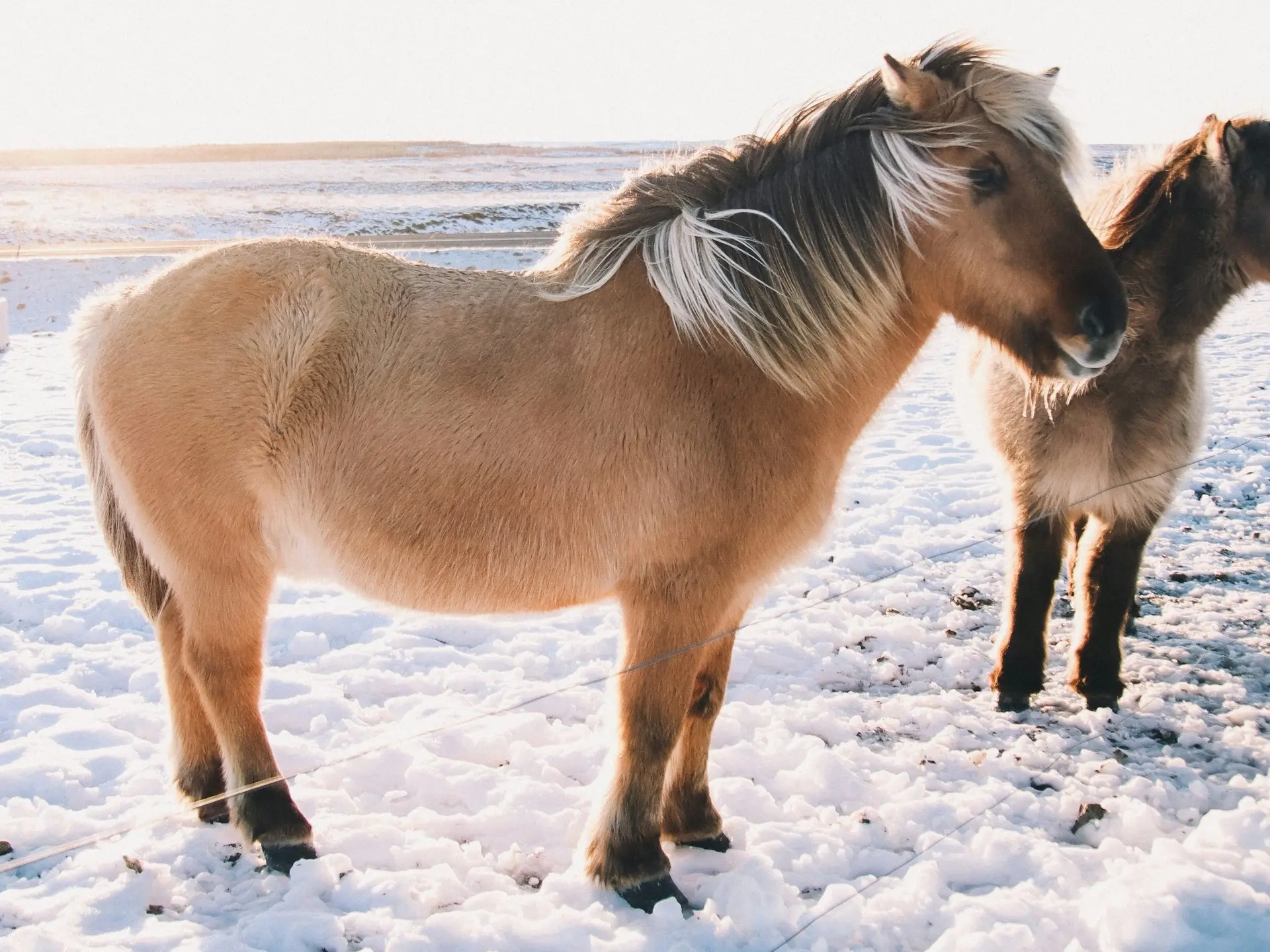 Sooty buckskin horse