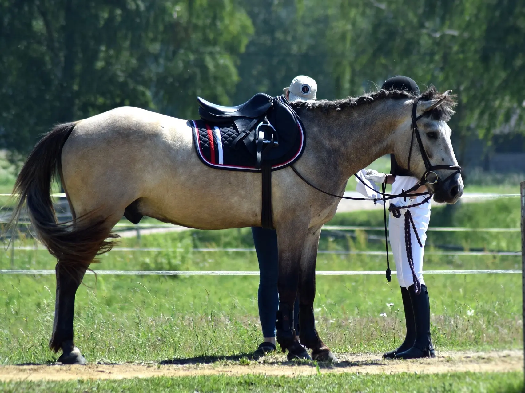 Sooty buckskin horse