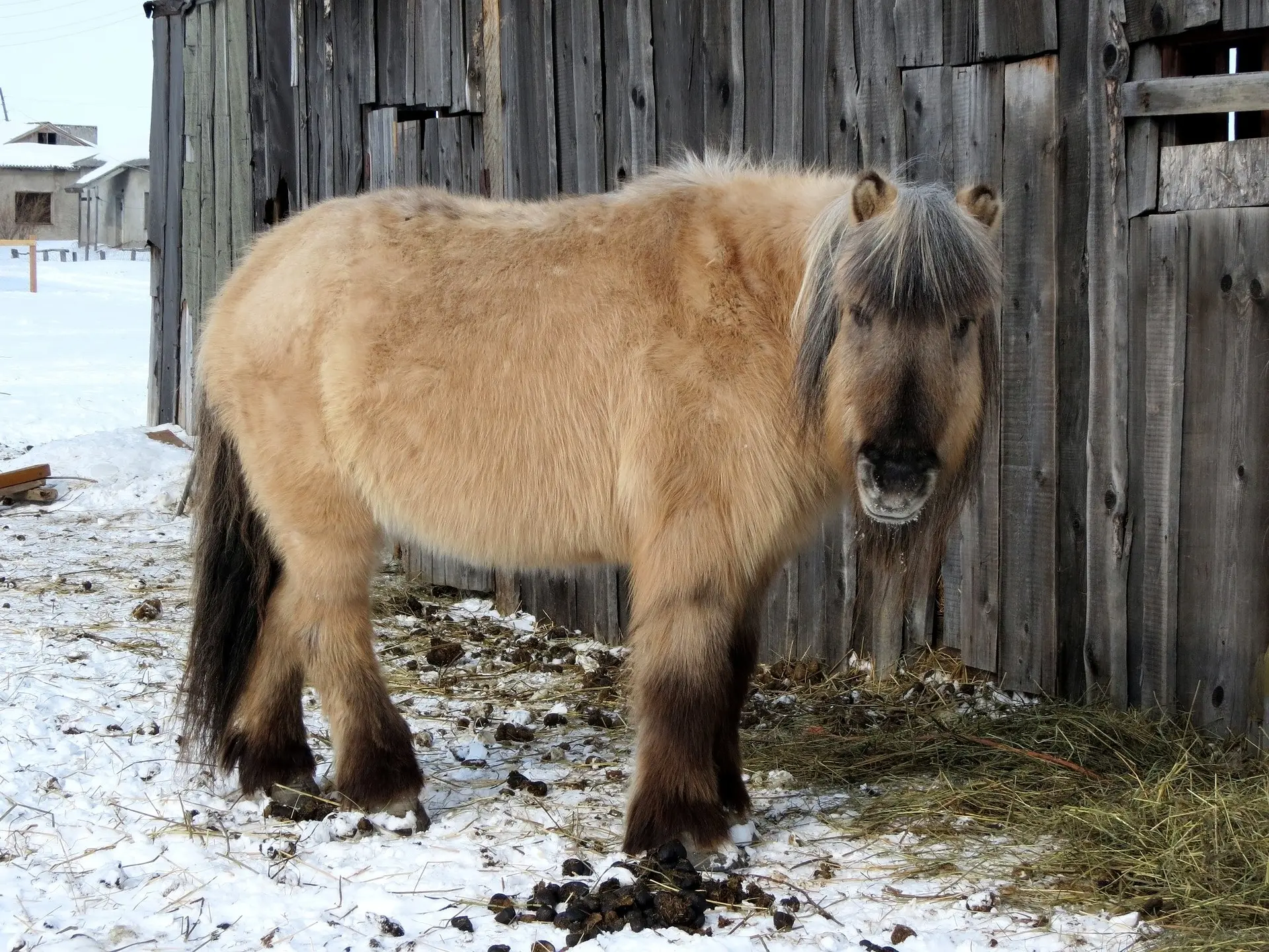 Sooty buckskin horse