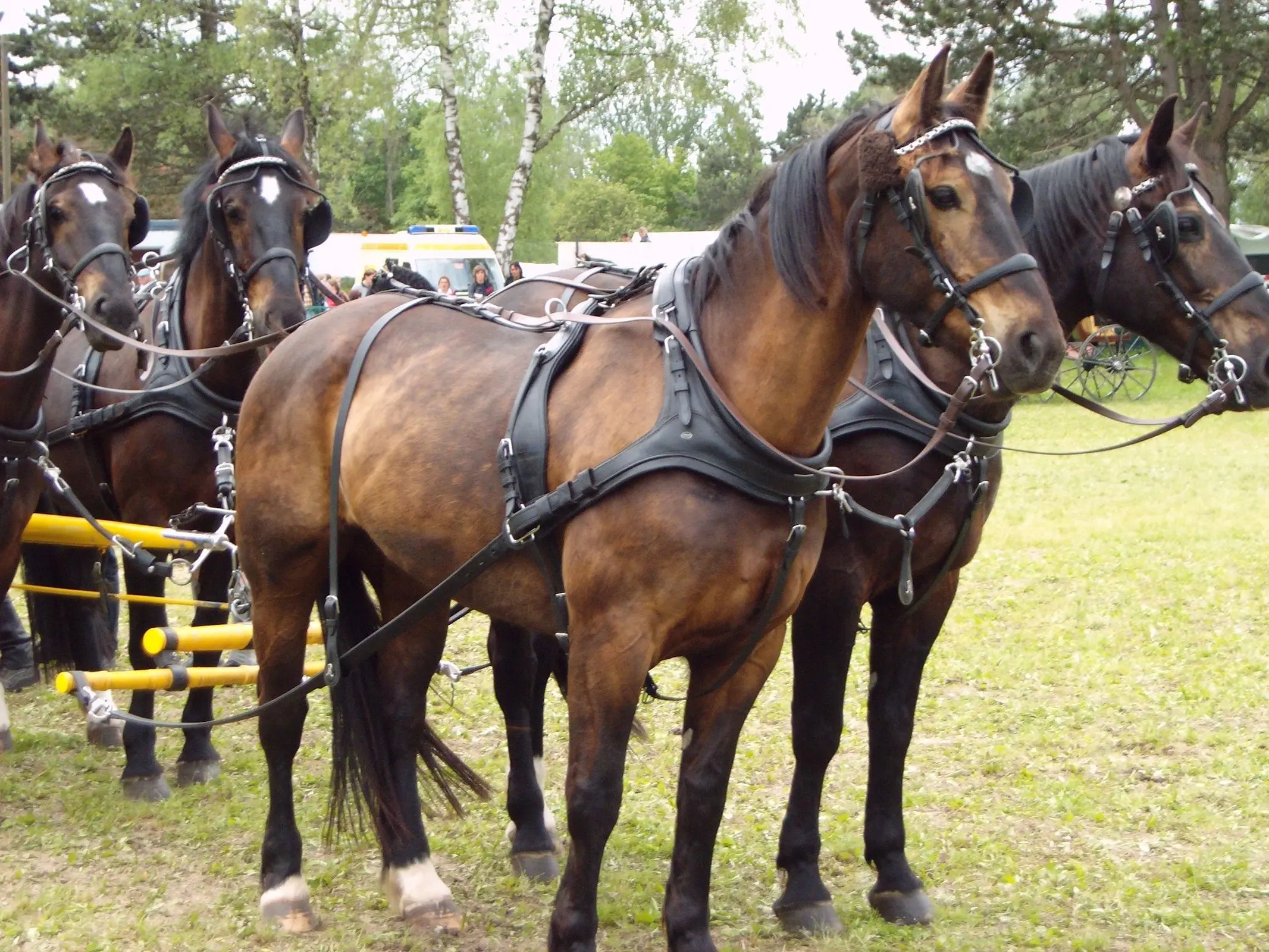 Sooty buckskin horse