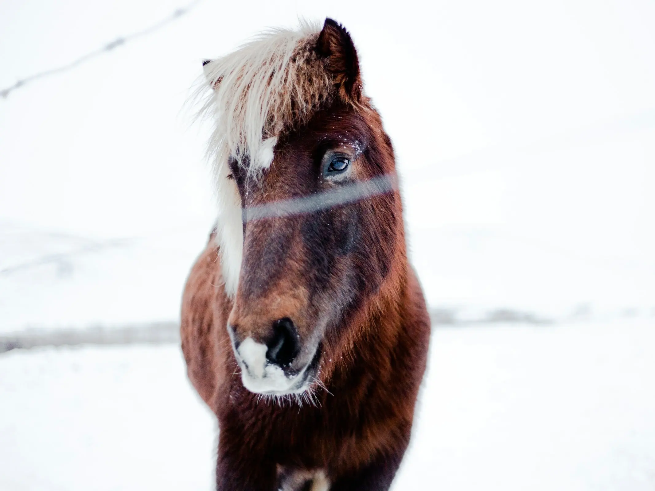 Sooty chestnut horse