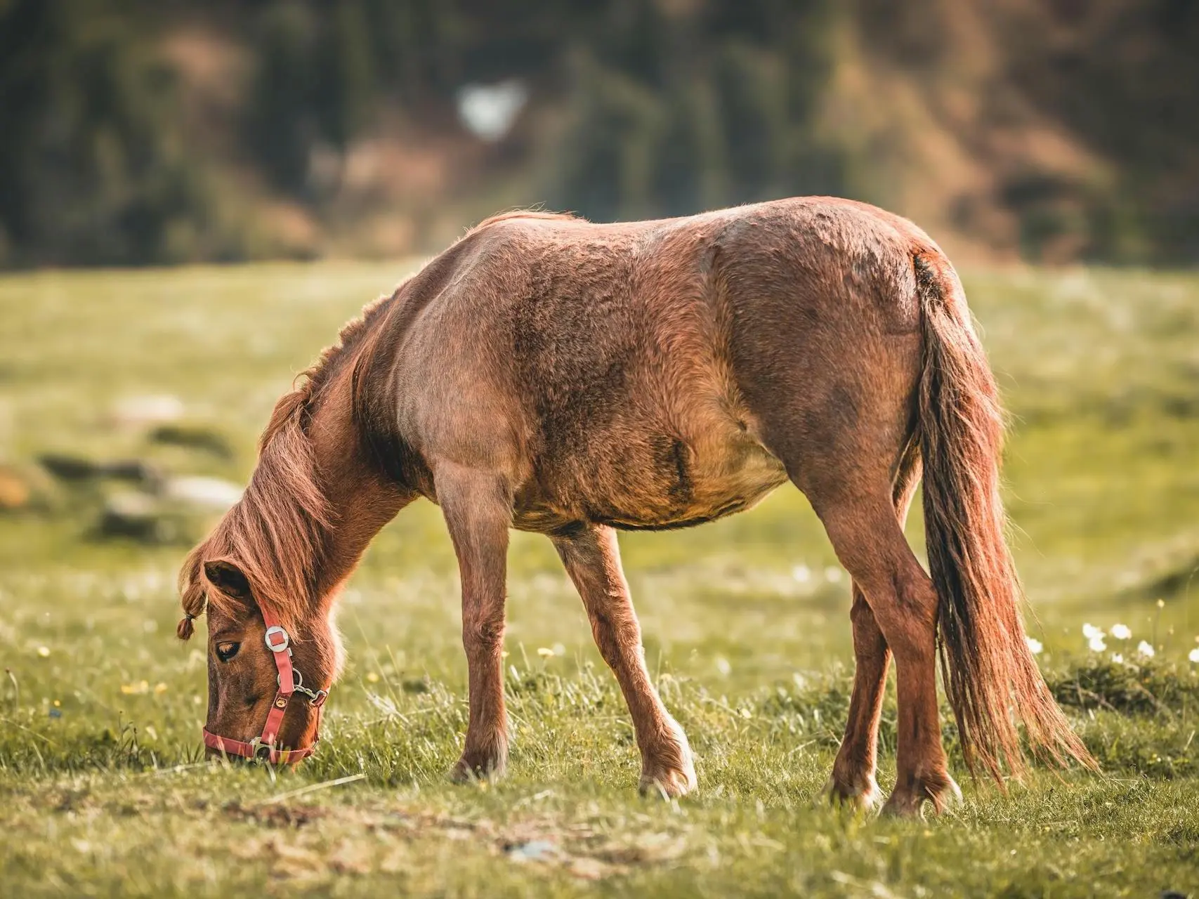 Chestnut sooty Horse