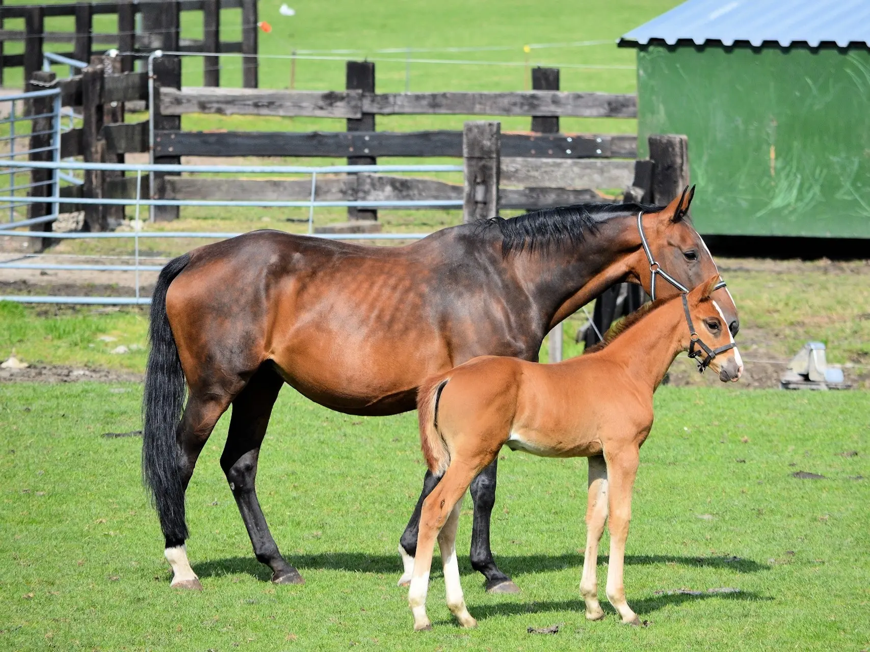 Sooty bay mare with her foal